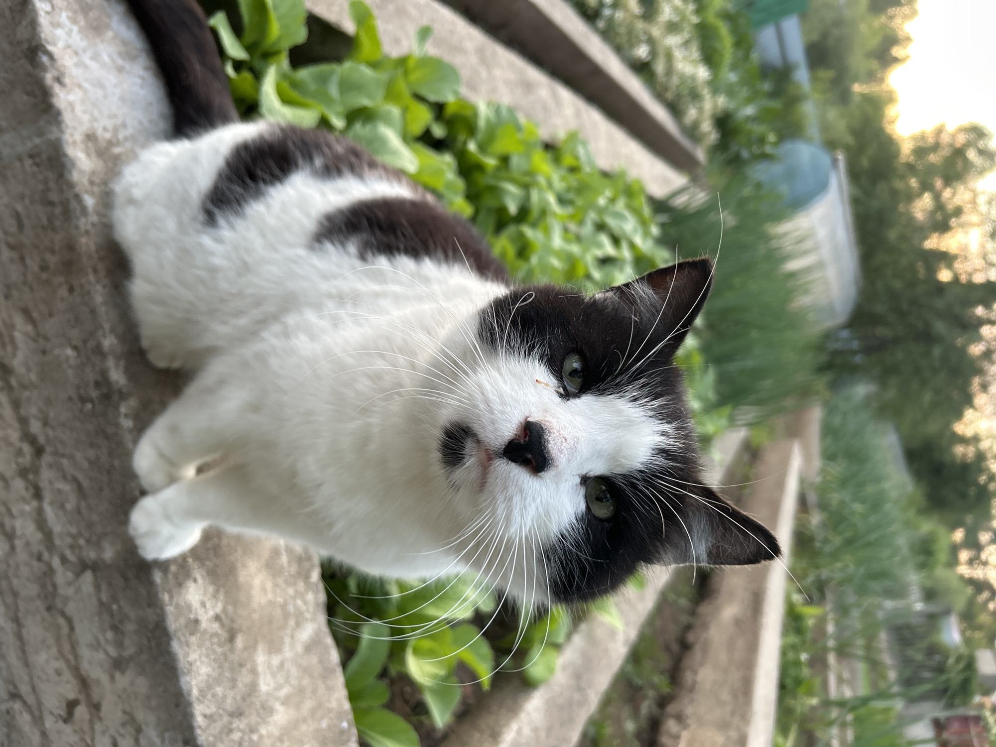 The image displays a black and white domestic cat positioned in an outdoor garden setting in Chaikovsky, Russia. The cat is seated upright on a concrete border of a raised garden bed, directly facing the camera. Its fur is predominantly white on the body with distinct black markings covering its ears, forming patches around its eyes, and extending over its back and tail. A small, prominent black spot is present centrally beneath its lower lip. The cat's eyes are green, and its nose is black, featuring a small reddish-orange discoloration on the left side of the bridge. Numerous long, white whiskers extend outwards from its muzzle.
The background reveals a cultivated garden environment with multiple raised beds containing various green plants, some appearing as leafy greens and others as taller, slender plants. In the mid-distance to the left, another raised bed is visible with lush green vegetation. Further in the background, a large, arched greenhouse or poly-tunnel structure is partially obscured by foliage and trees. The sky at the top of the image exhibits a soft, golden-orange glow, indicating either sunrise or sunset. No human figures are present in the scene.
