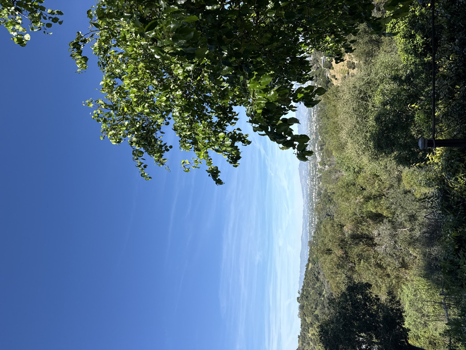 This image depicts a panoramic outdoor scene from an elevated vantage point in the Hollywood Hills area of Los Angeles, California, United States of America, looking generally north across the San Fernando Valley. The upper two-thirds of the frame are filled with a clear, bright blue sky exhibiting faint, wispy white cirrus clouds or contrails, particularly in the mid-left. In the immediate foreground on the right, a large tree with abundant vibrant green foliage occupies a significant portion of the frame, extending from the top to the mid-bottom. A dark, cylindrical object, consistent with a fence post or railing, is visible in the bottom right corner, partially obscured by foreground vegetation. The midground is dominated by densely vegetated rolling hills covered in various shades of green trees and shrubs, indicating a robust natural landscape. In the distant background, a sprawling urban area, characterized by numerous light-colored buildings, stretches across the valley floor, appearing somewhat hazy due to atmospheric perspective. Beyond the urban expanse, a range of blue-grey mountains delineates the distant horizon. No people or overt actions are visible. The environment suggests a sunny day with good visibility, typical of the Southern California climate.