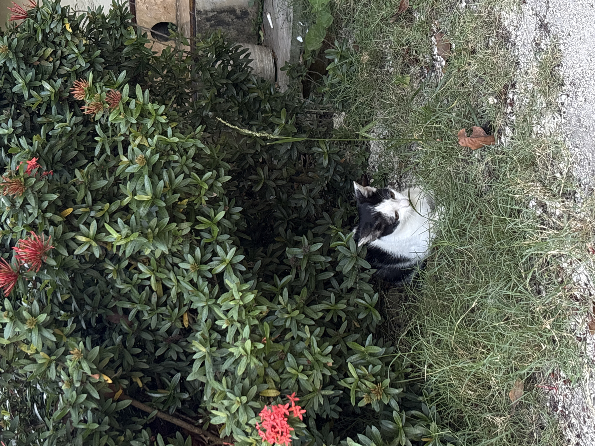 In Gadingrejo, Indonesia, a black and white cat is resting in the grass near a dense green bush with red flowers. The cat is partially hidden by the foliage and appears to be lying down. The ground is covered in green grass and some dry leaves. In the background, a concrete wall and a large pot are visible. The scene depicts a quiet, natural setting within an urban environment.