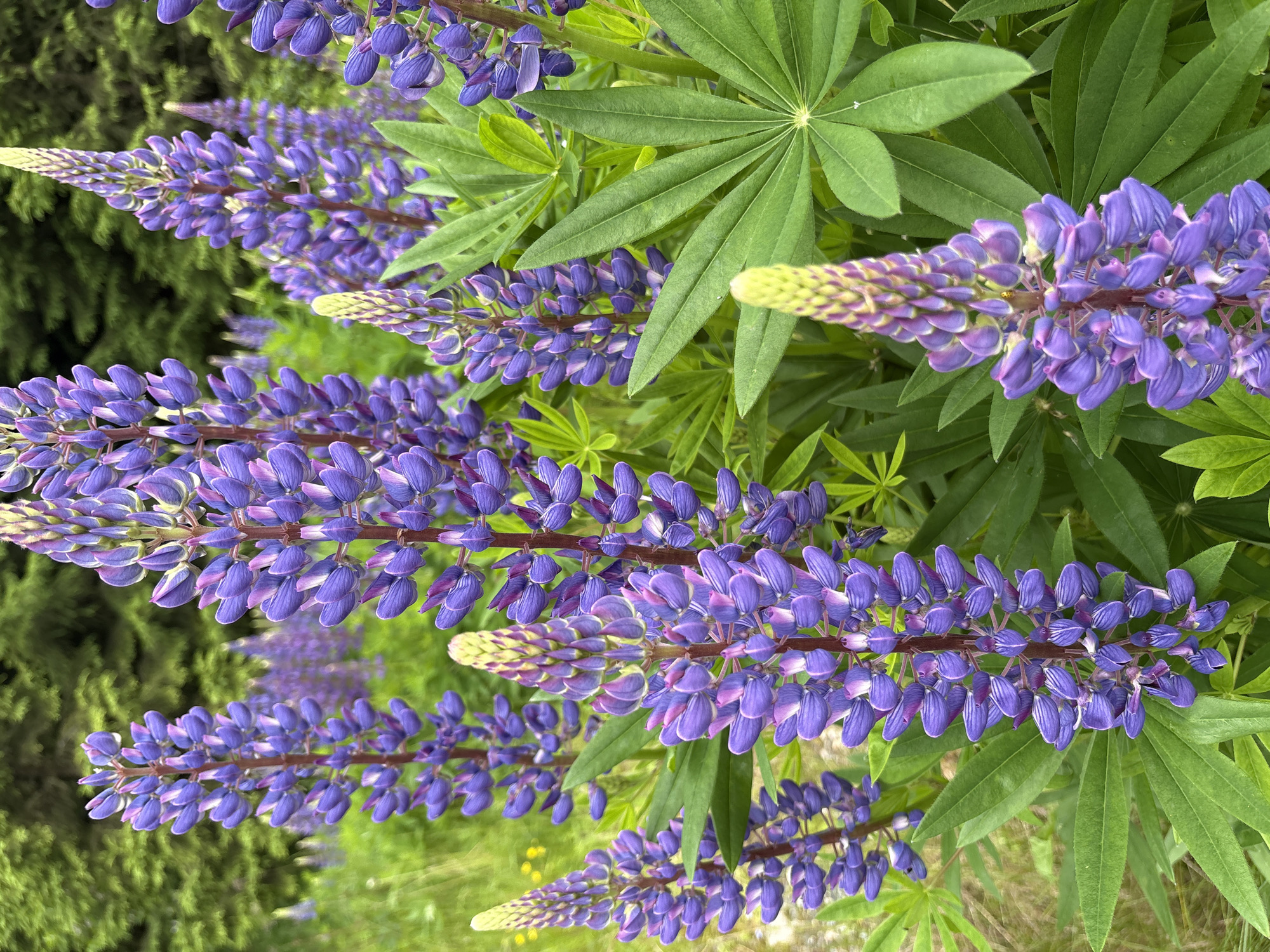 A close-up, eye-level, vertical shot captures a cluster of tall, vibrant purple lupine flowers in full bloom. The flowers are densely packed on their stems, with individual blossoms exhibiting a gradient of color from deep purple at the base to lighter purple and hints of pink and yellow at the tips. Large, fan-shaped green leaves surround the flower stalks, some in sharp focus, others softly blurred in the background. In the distance, more lupine flowers and lush green foliage suggest a meadow or natural landscape. The lighting is soft and natural, creating a bright, daylight scene. The image is likely taken outdoors in a natural setting, possibly a park or field, and does not contain any people or man-made structures, making it impossible to determine a specific location within the city of Lahti, Finland.