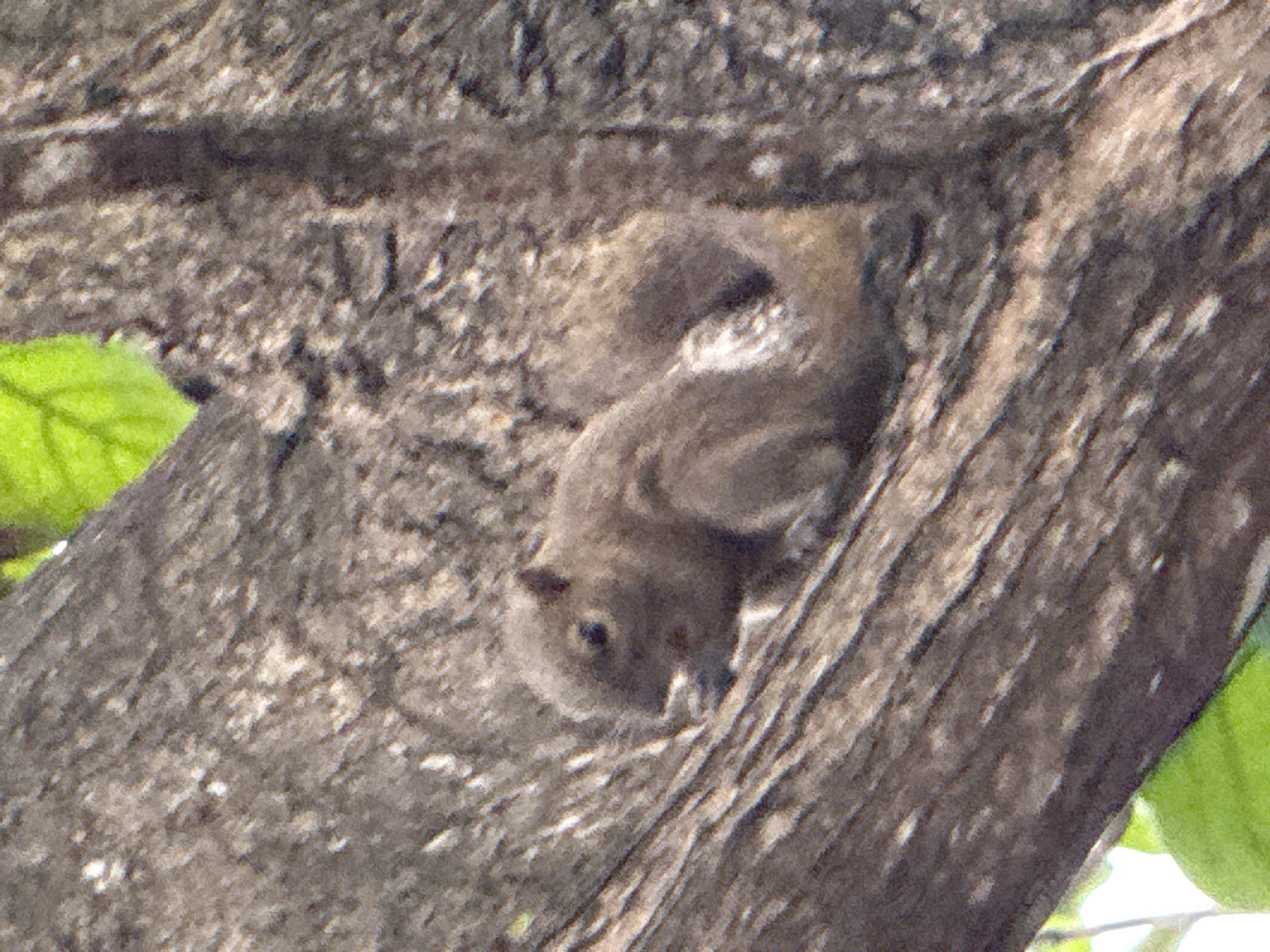 A small, grayish-brown squirrel is depicted clinging to the rough bark of a tree trunk in an outdoor setting, likely in Denpasar, Indonesia. The squirrel, the primary subject, is positioned centrally, horizontally across the frame, with its body slightly curled. Its head faces downwards or outwards, revealing small, dark eyes and a pointed snout. The animal's fur appears short and uniform in color, blending somewhat with the tree's natural tones.
The tree trunk itself is a prominent feature, showcasing deeply textured bark with varying shades of gray, brown, and some lighter highlights. Bright green leaves are partially visible in the upper left and lower right corners, indicating the surrounding foliage. The squirrel appears to be stationary, possibly observing its environment or taking a momentary pause on its climb. The lighting suggests it is daytime. The image has a slightly blurry and grainy quality, which affects the sharpness of the details but does not obscure the identity of the squirrel or its position on the tree. No text is visible in the image.