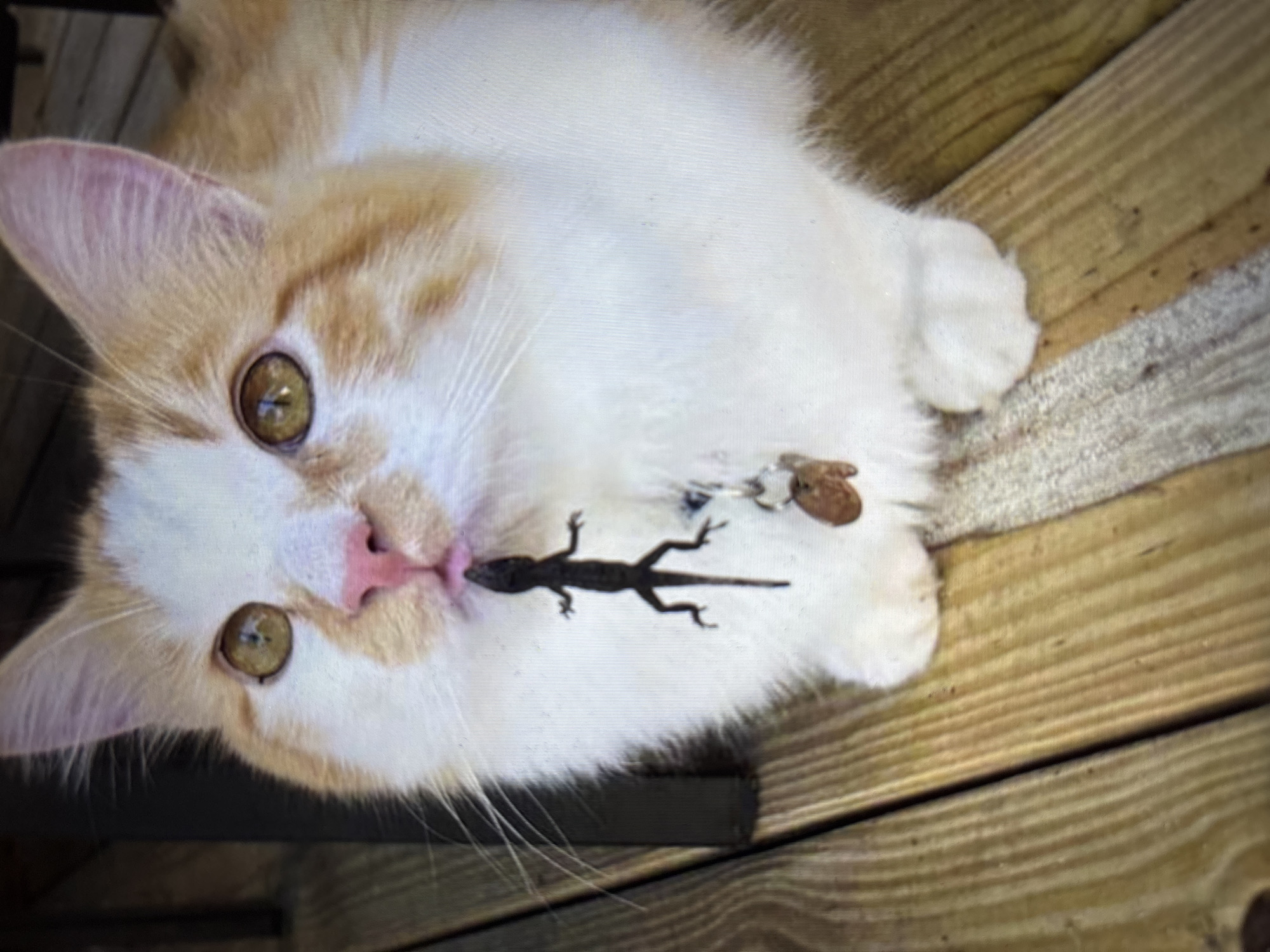 A ginger and white cat is sitting on a wooden deck and holding a small, dark lizard in its mouth. The cat's eyes are open and alert, and it appears to be looking slightly upwards. The lizard is positioned vertically, with its head pointing down and its tail extending upwards. The cat has a pink nose and whiskers. There are two small charms attached to the cat's collar, one of which is heart-shaped. The wooden deck is made of planks and has some texture. The background is slightly blurred, but appears to be an outdoor setting.