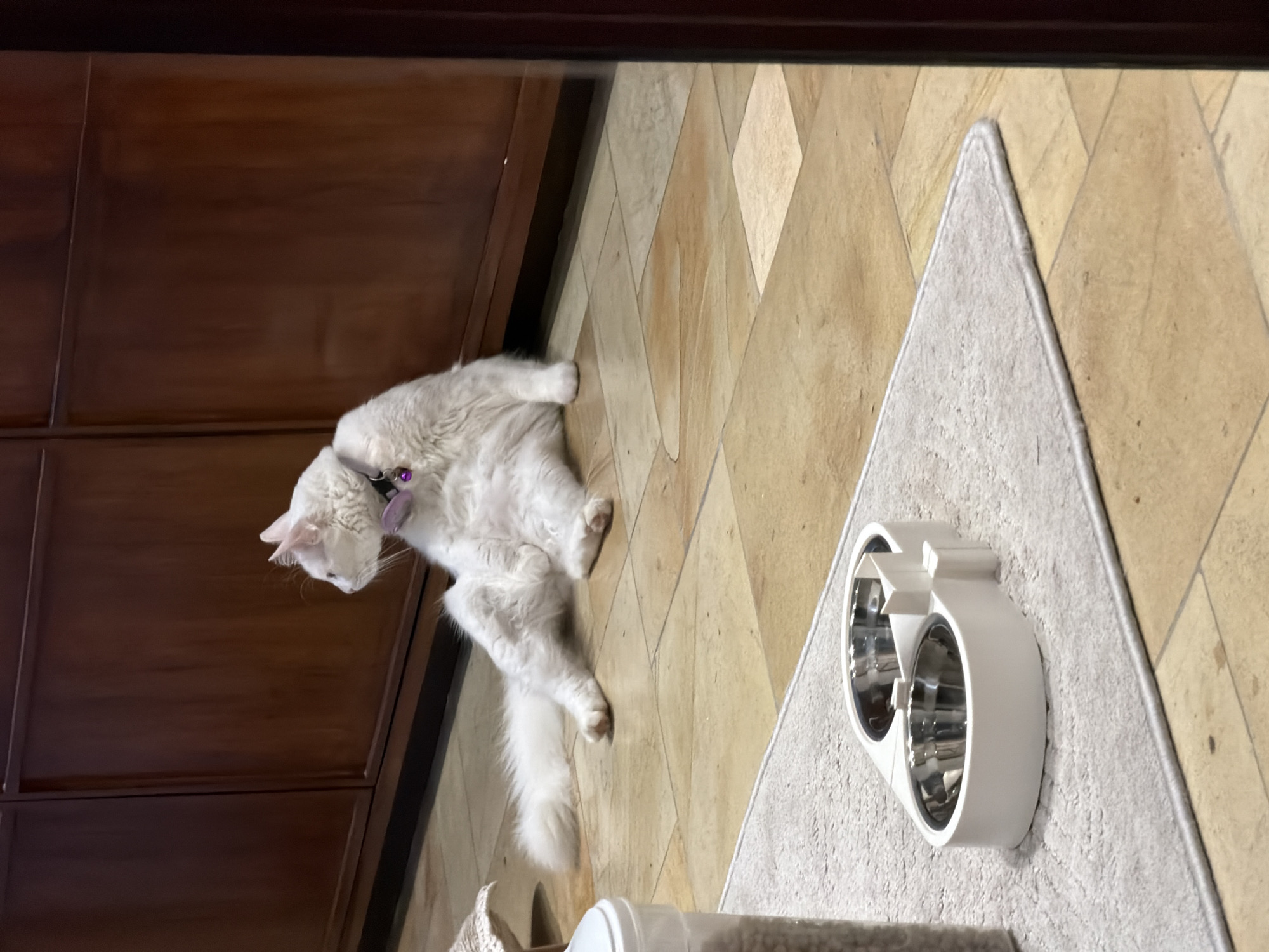 A white cat with a purple collar is grooming itself next to a brown cabinet on a tan, diamond-patterned floor. Adjacent to the cat is a gray rug with two connected, silver and white cat bowls. Unknown, Unknown.