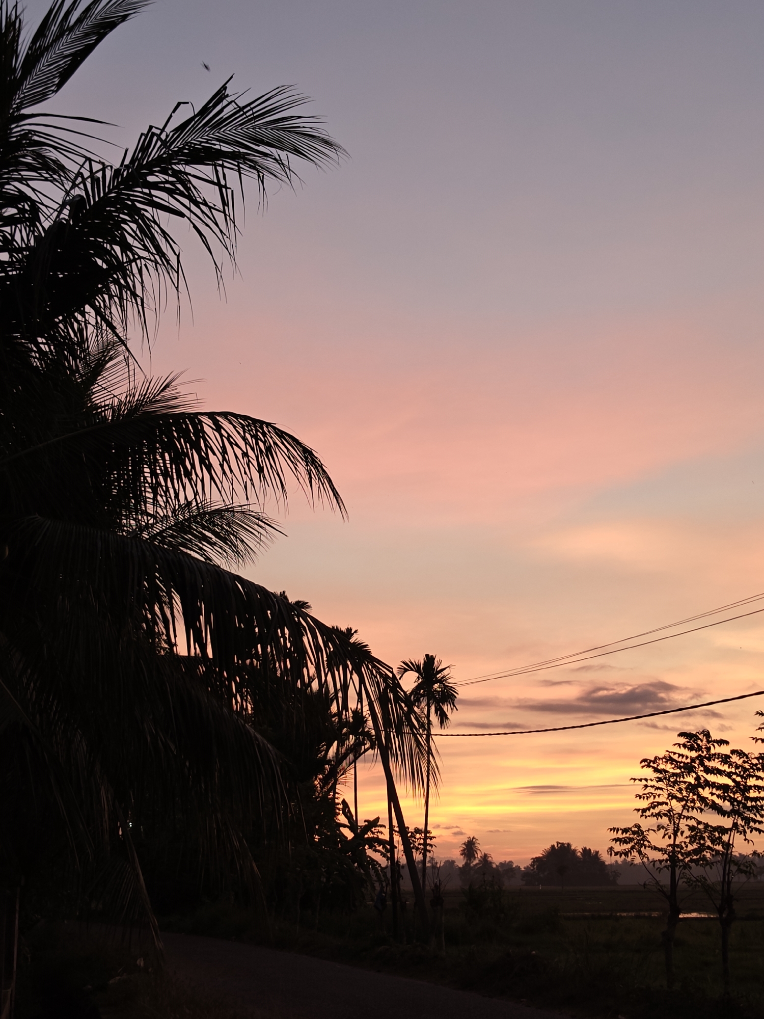 The image captures a serene twilight scene in Meunasahalue, Indonesia, as the sun begins to set. The sky is a breathtaking canvas of soft, gradient colors, transitioning from a pale lavender at the top to a warm, rosy pink, and finally to a vibrant yellow-orange near the horizon. Wispy clouds are scattered across the sky, catching the last rays of sunlight.
In the foreground, silhouetted against the colorful sky, are several palm trees, their fronds casting dramatic shadows. To the right, the silhouette of a smaller, more leafy tree stands out, its branches reaching upwards. Power lines stretch across the middle ground, adding a man-made element to the otherwise natural landscape.
Beyond the trees, a rural landscape unfolds, likely rice paddies, though they are mostly in shadow. The faint outlines of more distant trees and foliage suggest a lush, tropical environment. The overall mood is peaceful and tranquil, evoking a sense of calm as day turns to night. The lighting indicates that it is either sunrise or sunset, with the specific colors suggesting the latter. There is no visible text in the image.