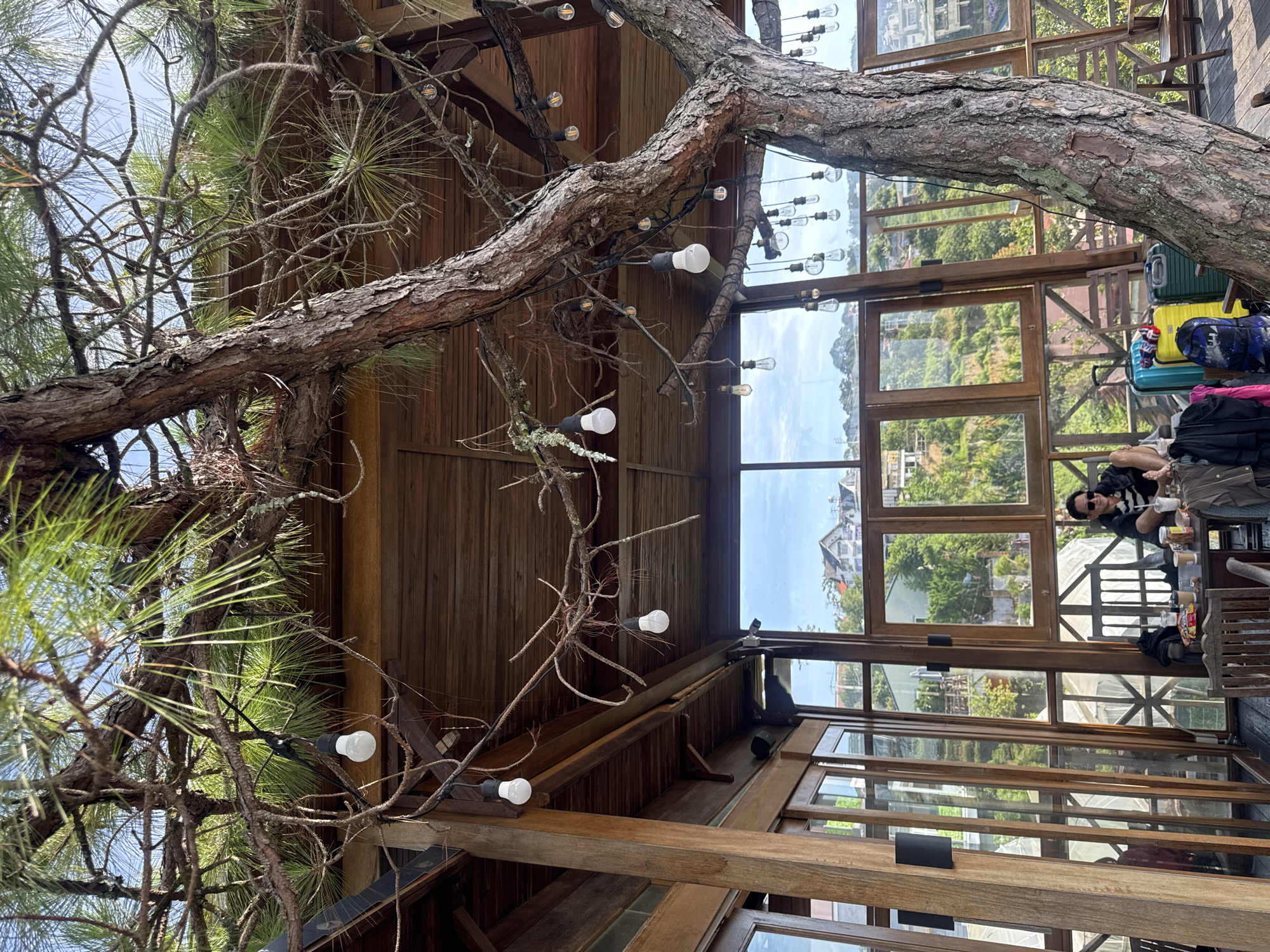 A person is seated at a table inside a wooden cafe with large windows overlooking a lush, green hillside in Da Lat, Vietnam. The cafe is decorated with numerous hanging lightbulbs, some of which are intertwined with the branches of a large tree growing through the structure. The person is wearing sunglasses and a striped shirt, and there are several suitcases and bags near the table. The view through the windows reveals houses and vegetation on the sloped terrain.
