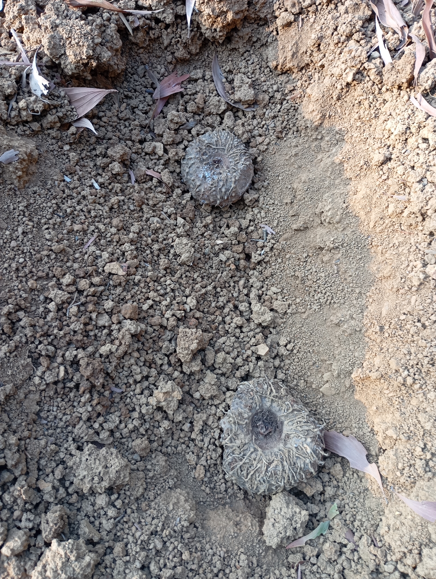 The image shows a close-up view of dry, cracked earth in Ketepung, Indonesia. Two round, dried-out plant bulbs, possibly tubers, are visible on the surface of the soil. These bulbs have a rough, textured exterior with fibrous remnants. Scattered around the bulbs are dry leaves and small pebbles. The soil appears dry and arid, with some areas showing lighter, sandy patches contrasted with darker, more compact earth. The overall scene suggests a dry, natural environment with no human presence or recent activity.