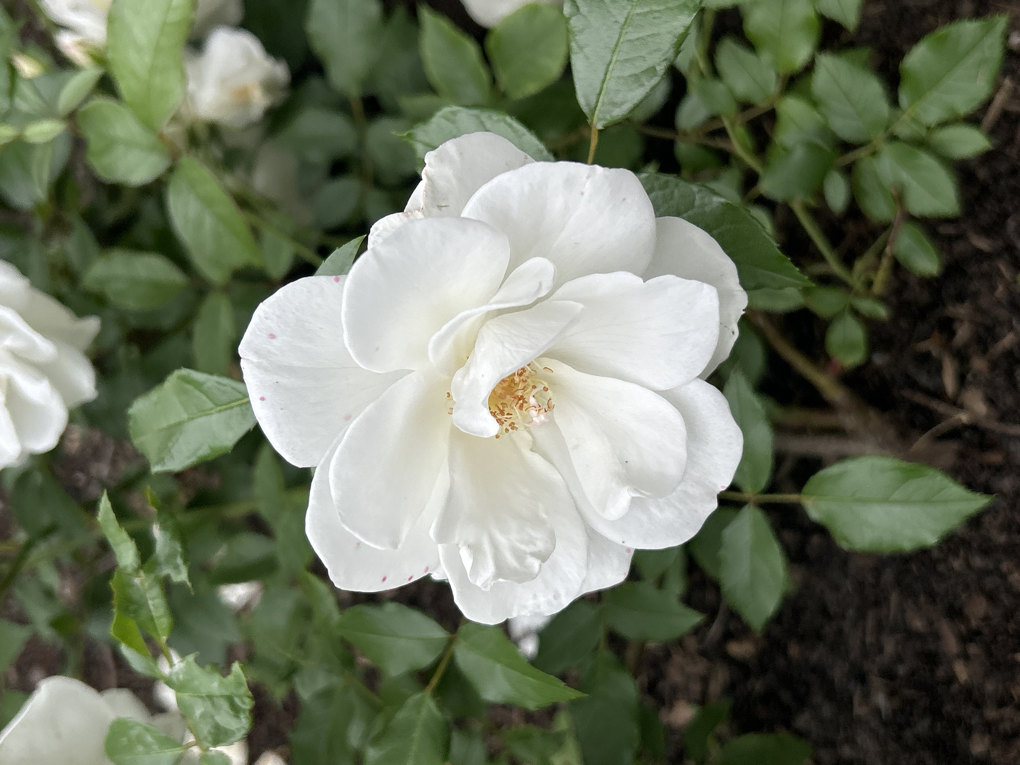 A close-up shot captures a white rose in bloom, its petals slightly ruffled and tinged with faint pink speckles, particularly towards the edges. The center of the rose reveals delicate yellow stamens. The rose is surrounded by lush green foliage, some of which appears slightly damaged. The background consists of dark soil. The image appears to be taken in a garden setting, possibly within Mount Royal, Canada.