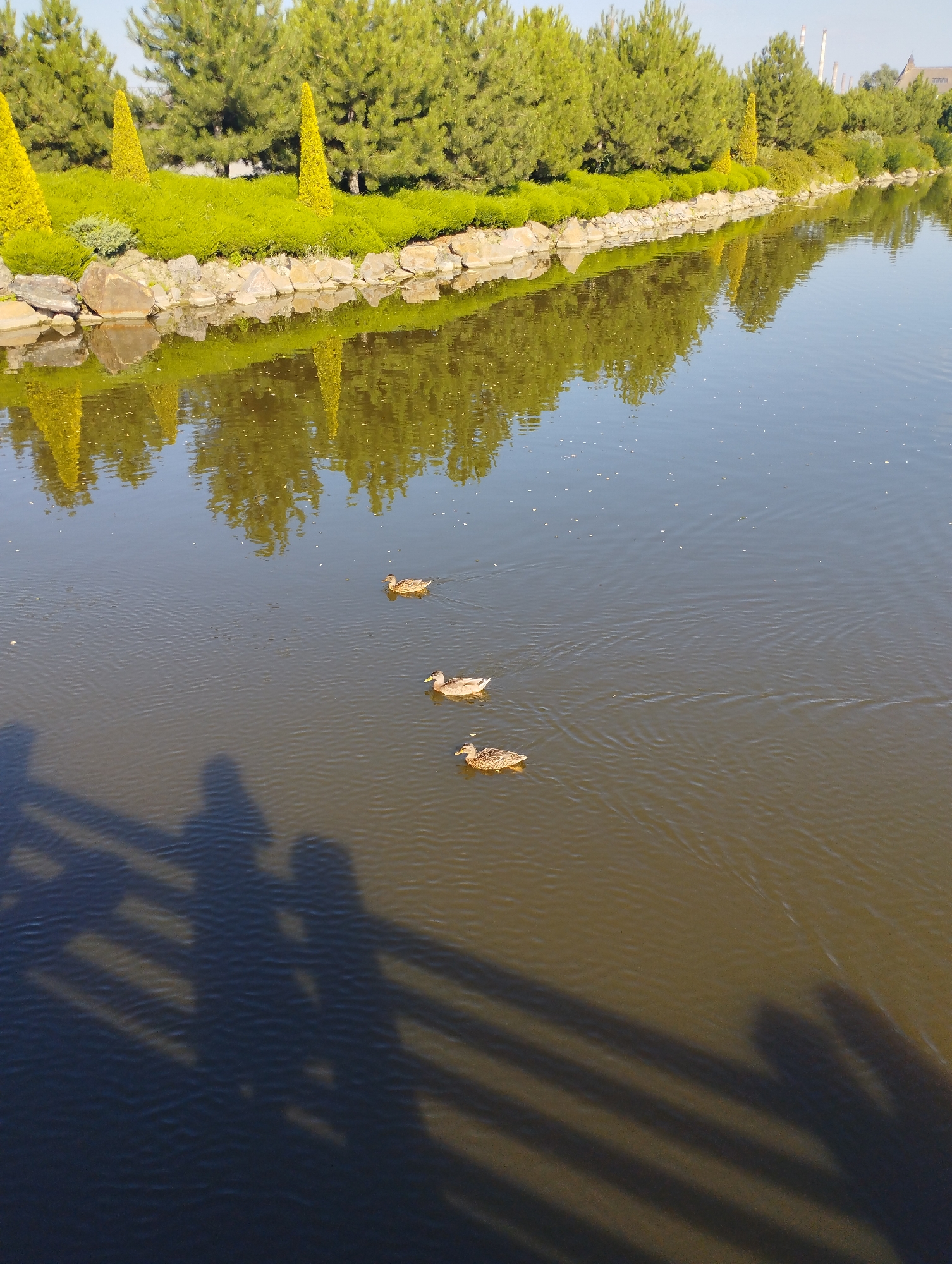 An outdoor, high-angle, eye-level shot captures a tranquil scene beside a body of water. On the left side of the frame, a dense line of lush green trees and manicured shrubs forms a vibrant backdrop. A low wall of stones separates the vegetation from the water, and a series of sculpted, conical yellow shrubs adds pops of color. The water itself is calm, reflecting the trees and shrubs in a soft, rippling mirror image. Three ducks are swimming in a diagonal line from the top left to the bottom right of the water. In the foreground, dark shadows of a railing and two human figures are cast across the water's surface, suggesting the presence of a bridge or boardwalk. The sky is a pale blue, indicating a clear, bright day. The overall impression is one of serene natural beauty and peaceful recreation.