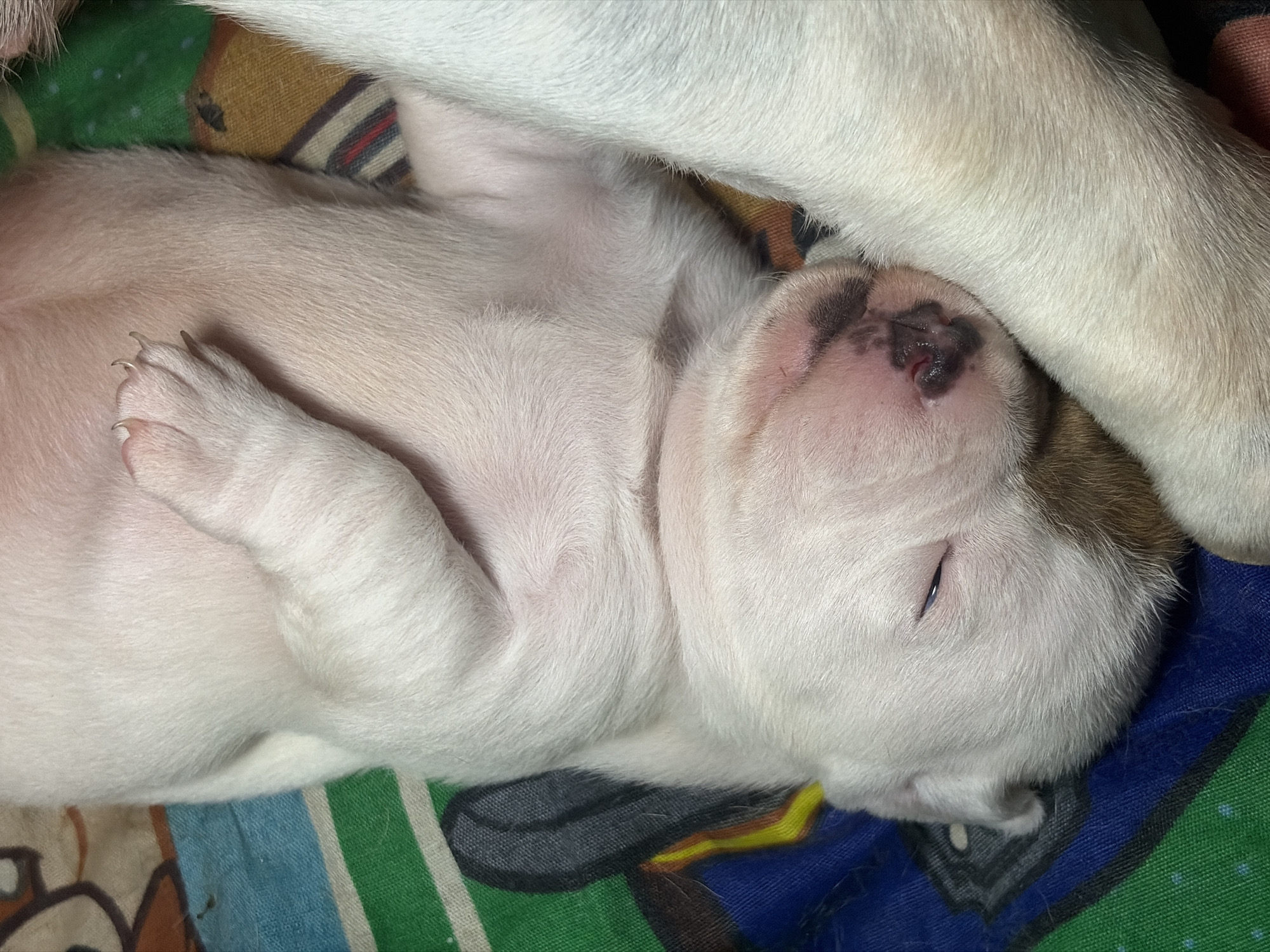 This is a close-up, overhead shot of a very young, white puppy sleeping on its back. The puppy is primarily white with some brown markings around its nose and ear. Its eyes are closed, and its mouth is slightly open, revealing a pink tongue and a dark-spotted nose. One of its front paws is resting on its chest, with its claws visible. The puppy is lying on a patterned blanket with horizontal stripes of green, blue, and tan, and a partially visible black and yellow design. Another light-colored limb, likely belonging to another puppy or the same puppy, is visible on the right side of the frame. The lighting is soft, suggesting an indoor setting. No specific location in Sofia, Bulgaria, can be determined from the image.