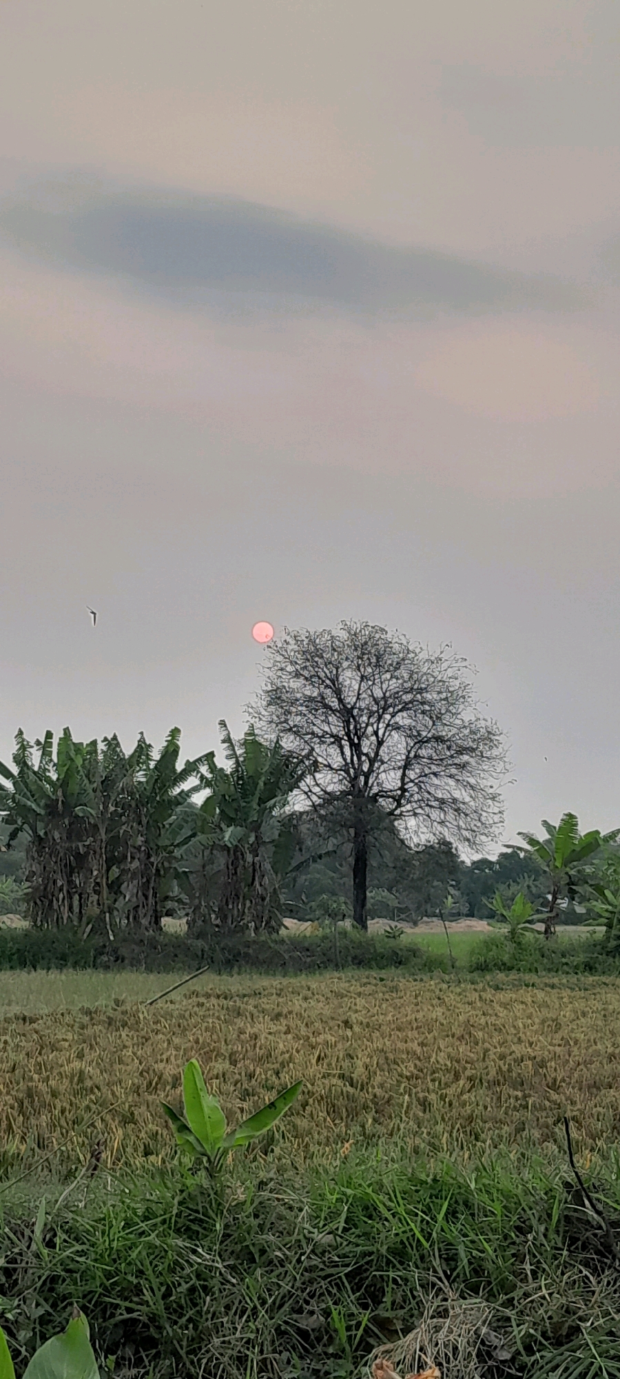 A vertical, low-angle, wide shot captures a hazy, pinkish-orange sunset over a rural landscape in Bendungan, Indonesia. The sky is a pale, washed-out grey with a subtle pink hue, and a wispy cloud formation is visible in the upper left quadrant. A small, bright pink disc, presumably the sun, is low in the sky to the right of a leafless tree. The tree's branches are bare and intricately silhouetted against the sky. In the middle ground, a cluster of large banana trees with broad, green leaves stands to the left of the leafless tree. Beyond them, a dense line of trees forms a dark green backdrop. The foreground consists of a field of dry, golden-brown rice stalks, with a strip of lush green grass and a few young banana plants closer to the viewer. A thin, diagonal stick lies across the rice field. A single bird in flight is visible in the sky to the left of the sun. The scene is peaceful and suggests a rural setting at dusk.