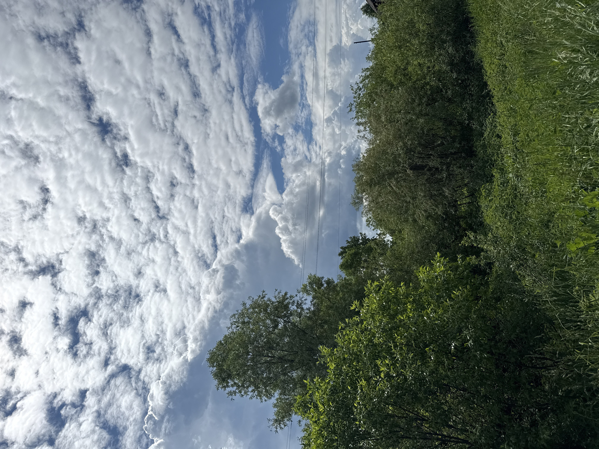 This image captures an outdoor scene in the city of Уральское, Russia, under a partly cloudy sky. The upper half of the frame is dominated by a complex sky featuring numerous white cumulus clouds of varying sizes and densities, interspersed with patches of bright blue sky. Some clouds in the upper left exhibit significant vertical development, while those towards the upper right are more scattered.
The lower two-thirds of the image are filled with dense, green vegetation. In the foreground, a field of tall, vibrant green grass and herbaceous plants grows. Behind this, a thick layer of bushes and smaller trees with various shades of green foliage extends across the mid-ground, indicating a rich, natural environment. On the left side, a prominent tall tree with light green leaves stands out against the sky, surrounded by other dense trees.
Man-made elements include several thin, dark power lines stretching horizontally across the sky in the mid-right portion of the image, running above the tree line. A dark utility pole is partially visible on the far right edge, extending upwards from behind the foliage towards these power lines. A faint, dark structure, possibly part of a distant building, is barely discernible in the extreme upper right corner behind the trees. No people or animals are visible within the frame. The scene is brightly illuminated by natural daylight.