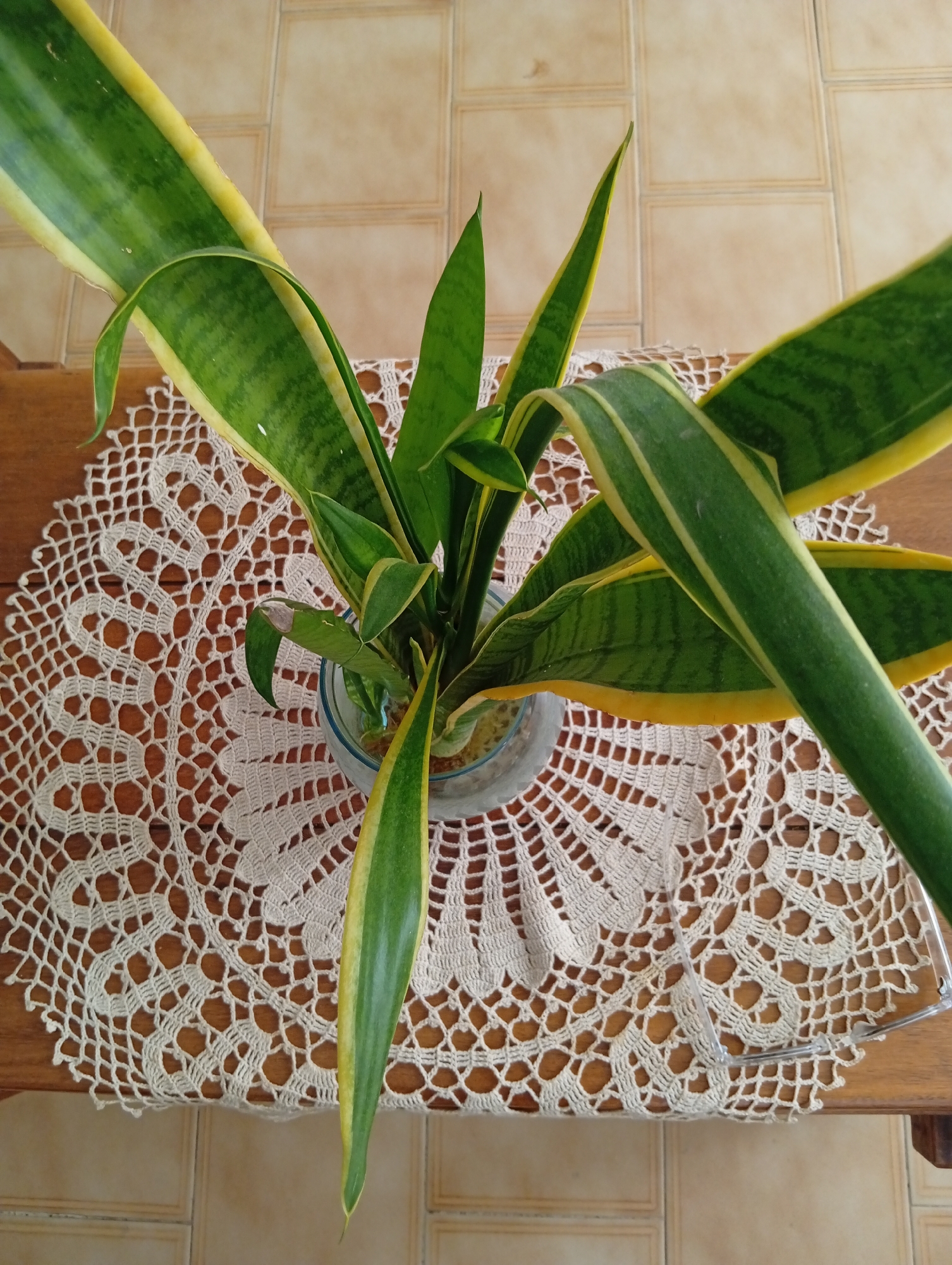 A top-down, medium shot captures a snake plant in a clear glass vase, positioned on a tan, crocheted doily. The doily rests on a wooden table, which is situated on a tiled floor. The tiles are a neutral, light beige color, arranged in a grid pattern. The snake plant exhibits long, sword-shaped leaves that are a deep green with yellow edges. The plant is in the center of the frame, with its leaves fanning outwards. The background is slightly blurred, focusing attention on the plant and doily. The scene appears to be indoors, possibly in a home or an office setting within the city of San Antonio de Los Altos, Venezuela. There are no people or animals visible in the image. The lighting is soft and diffused, suggesting natural light coming from above or the side. The overall impression is one of a still life arrangement, with a focus on natural elements and decorative textiles.