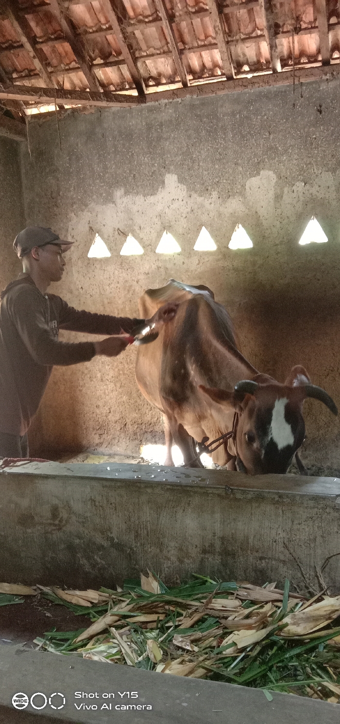 The media file captures a man grooming a cow inside a rustic shed in Ranugedang, Indonesia. The man, wearing a dark cap, glasses, and a dark long-sleeved shirt, stands on the left side of the frame, actively brushing or combing the back/hindquarters of the cow. The cow, predominantly brown with a distinct white blaze on its forehead and small horns, is tethered and positioned on the right, appearing to feed from a concrete trough.
The setting is an indoor space characterized by rough, light-colored concrete walls and an exposed roof structure composed of wooden rafters and terracotta tiles. High on the back wall, several triangular openings allow bright natural light to enter, creating illuminated patches against the dim interior. In the immediate foreground, a concrete barrier separates the viewer from the cow's feeding area, where a mix of green and dried plant material, likely fodder, is spread. The activity suggests routine animal care within a traditional farm or stable environment.
The bottom left corner of the image contains a watermark with the text "WIDE", "Shot on Y15", and "Vivo AI camera". The lighting suggests it is daytime, with limited natural light reaching the interior, creating a contrast with the bright openings. No specific emotions are discernible, but the scene conveys a calm, focused interaction between the man and the animal.