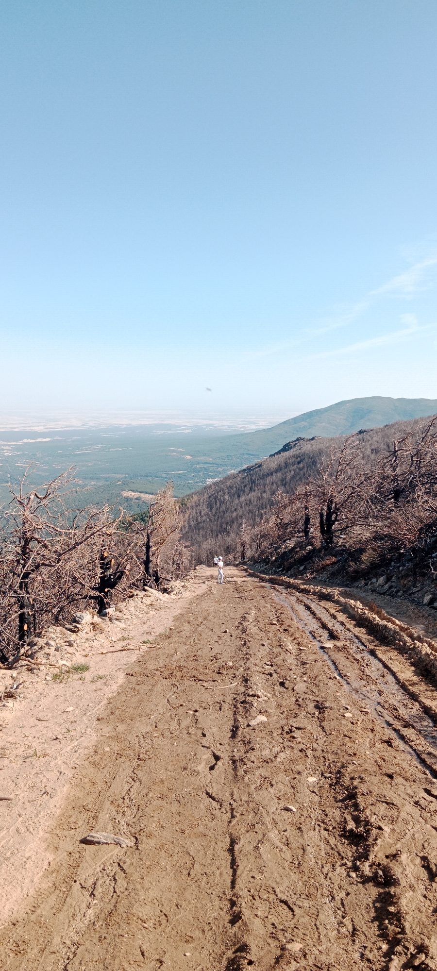 A person stands on a muddy, rutted dirt road on a mountainside in Cerezo de Arriba, Spain. The person is wearing white clothing and is facing away from the camera. The road is lined with bare, burned trees on the left and a forested mountainside on the right. In the distance, a vast, flat landscape stretches out under a clear blue sky. The road appears to have been recently used by vehicles, as evidenced by the tire tracks and mud. The overall scene suggests a post-fire environment, with the charred trees indicating a past wildfire.