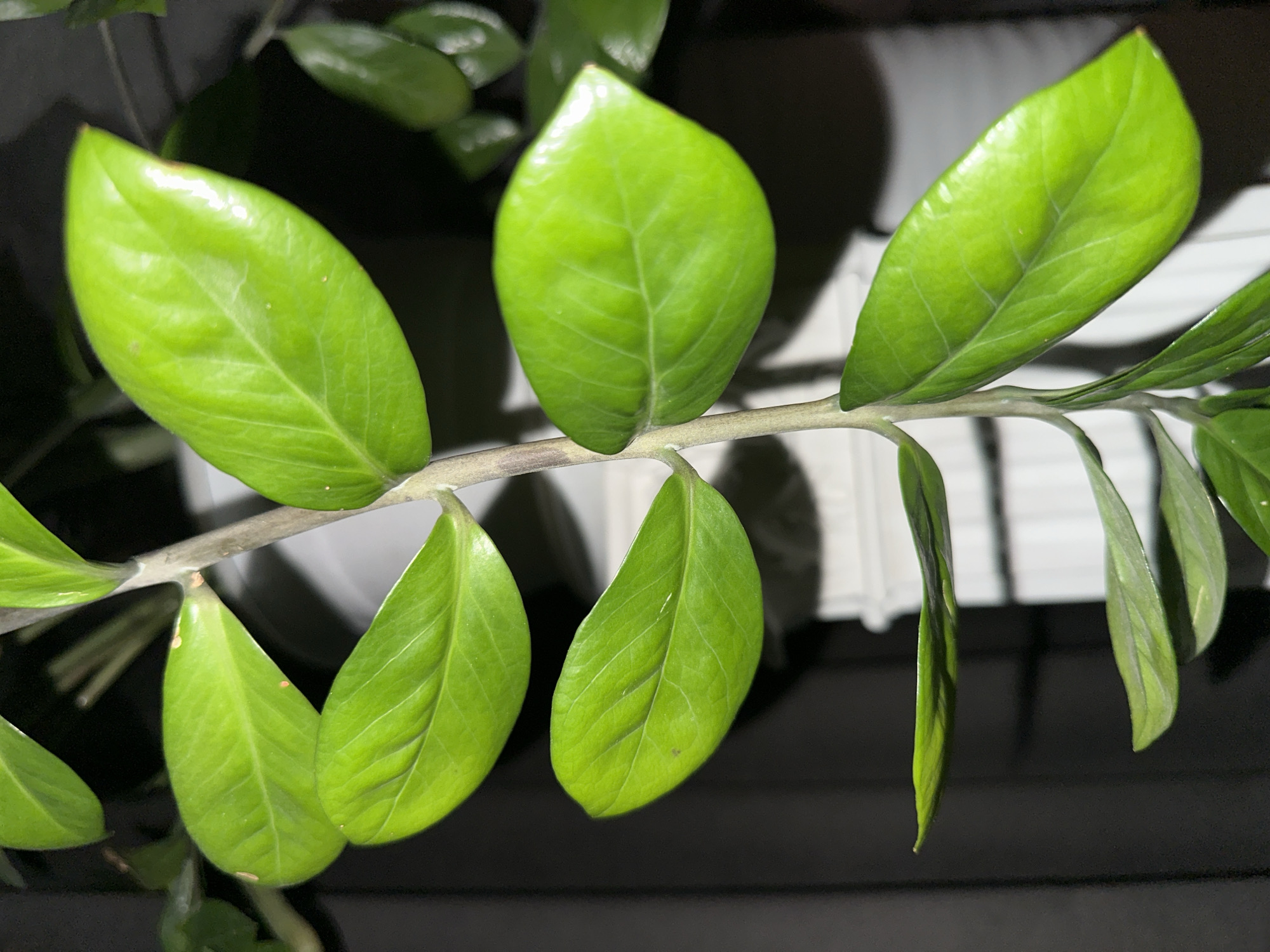 A close-up, vertical shot captures a healthy, vibrant green Zamioculcas zamiifolia (ZZ plant) stem with multiple ovate leaves. The leaves are glossy and appear to be in good condition, with visible veins. The stem is a light gray-green with subtle striations. In the background, out of focus, a white textured object, possibly a planter or a column, is visible on the right, and a dark, indistinct background is on the left. The lighting is dim, suggesting an indoor environment. There are no people, animals, or actions depicted in the image.