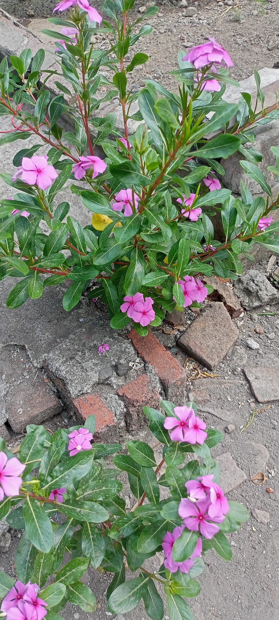 A cluster of pink vinca flowers blooms amidst green foliage, scattered across a ground covered with dirt and broken bricks. The flowers are the main subject, with their vibrant pink petals and deep pink centers. The stems are a reddish-brown, supporting the leaves and flowers. The background consists of cracked concrete and rough, reddish-brown bricks, suggesting an outdoor setting in an urban or semi-urban environment. The lighting indicates it is daytime. The scene is devoid of any human presence. The specific location is stated to be in the city of Gempolklutuk, Indonesia.