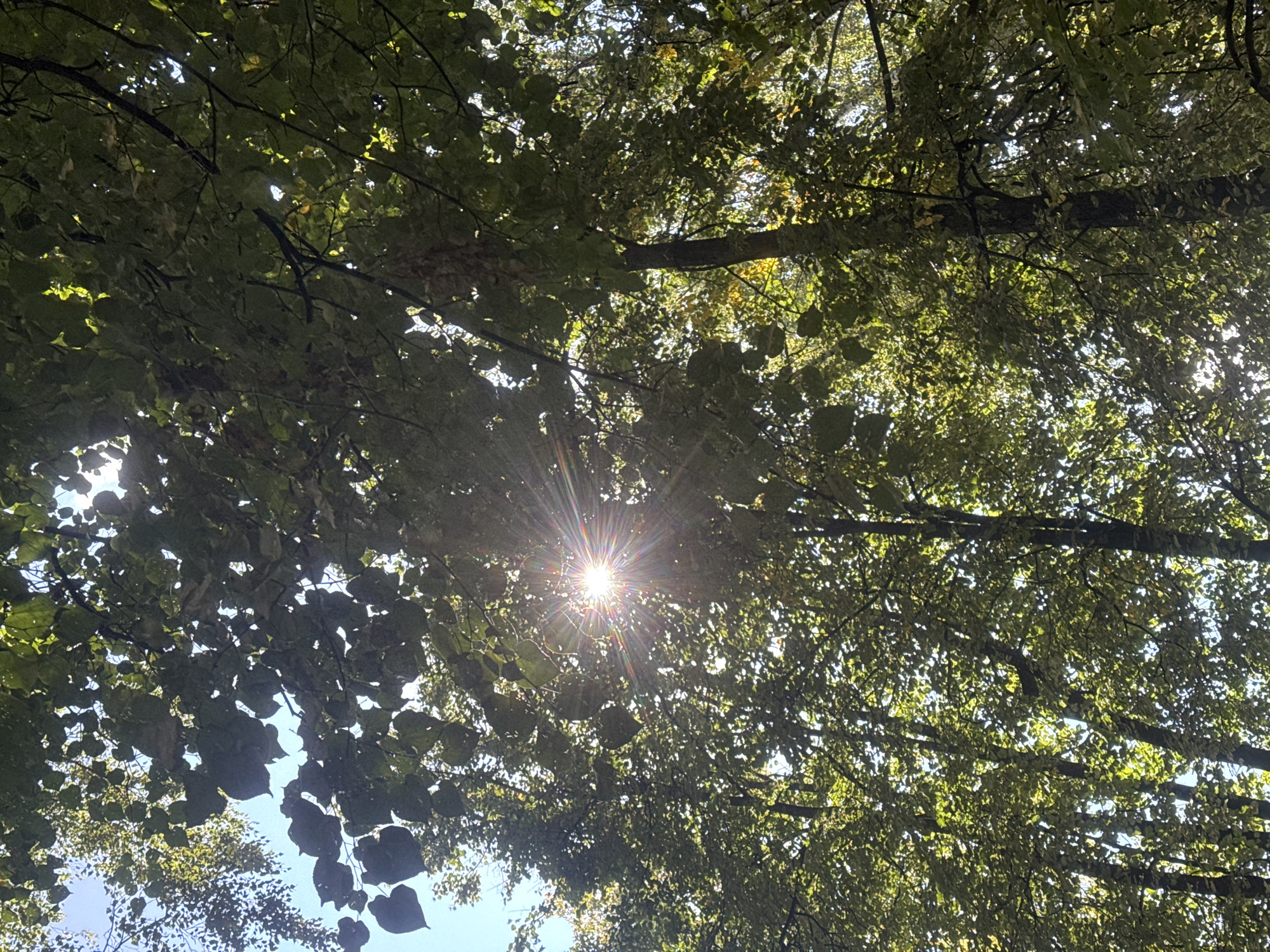 The image is a low-angle shot looking up into a dense canopy of green trees. Sunlight streams through the leaves, creating a sunburst effect in the center of the frame. The sky is visible in patches between the leaves, and it appears to be a clear day. The scene is natural and evokes a feeling of being in a forest or park. The specific location in Sovkhoz imeni Lenina, Russia is not discernible from the visual information in the image itself, as there are no landmarks or specific features that tie it to that location.