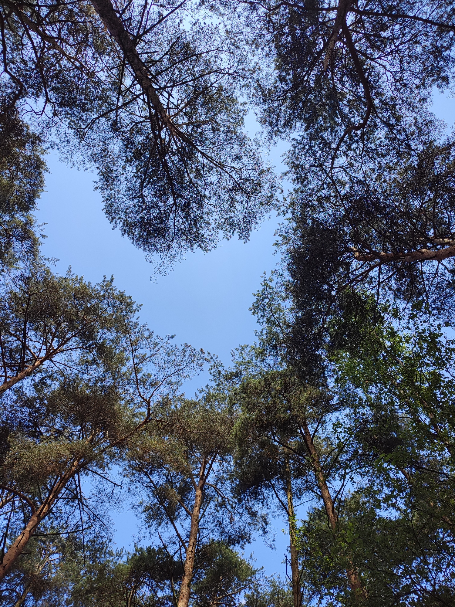 A low-angle shot looks up at the canopy of tall pine trees against a clear blue sky. The image captures a dense forest with the branches and needles of the trees creating a dark, intricate silhouette against the bright sky. The trunks of several trees are visible, their rough bark suggesting age and resilience. Some of the branches are bare, while others are covered in green pine needles, indicating a mix of seasons or tree types. The overall impression is one of being immersed in nature, with the vastness of the sky juxtaposed with the towering trees. This scene is likely from the outskirts of Vsevolozhsk, Russia, a region known for its abundant forests and natural landscapes surrounding the city. There are no people or animals visible in the frame, and no specific actions are taking place other than the passive existence of the trees and the sky.