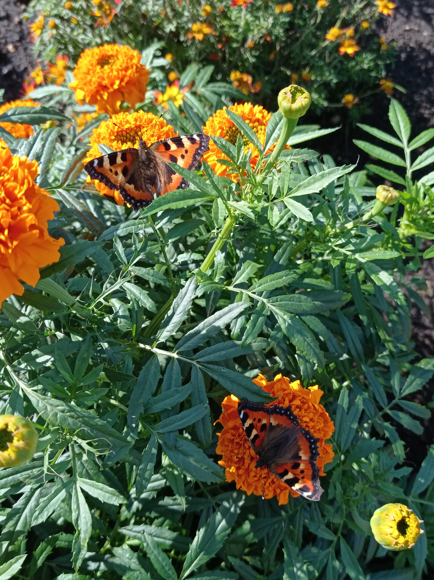 This image displays a close-up view of marigold flowers in full bloom, with two tortoiseshell butterflies resting on them. The flowers are a vibrant orange, with some buds also visible. The butterflies, with their distinctive orange and black wing patterns, are clearly the focal point of the composition. The surrounding foliage is a deep green, providing a lush contrast to the bright orange of the flowers. The scene appears to be a garden or park setting, likely outdoors, given the natural lighting and the presence of plants. The image does not provide any specific context or clues to pinpoint its location within the city of Degtyarsk, Russia.