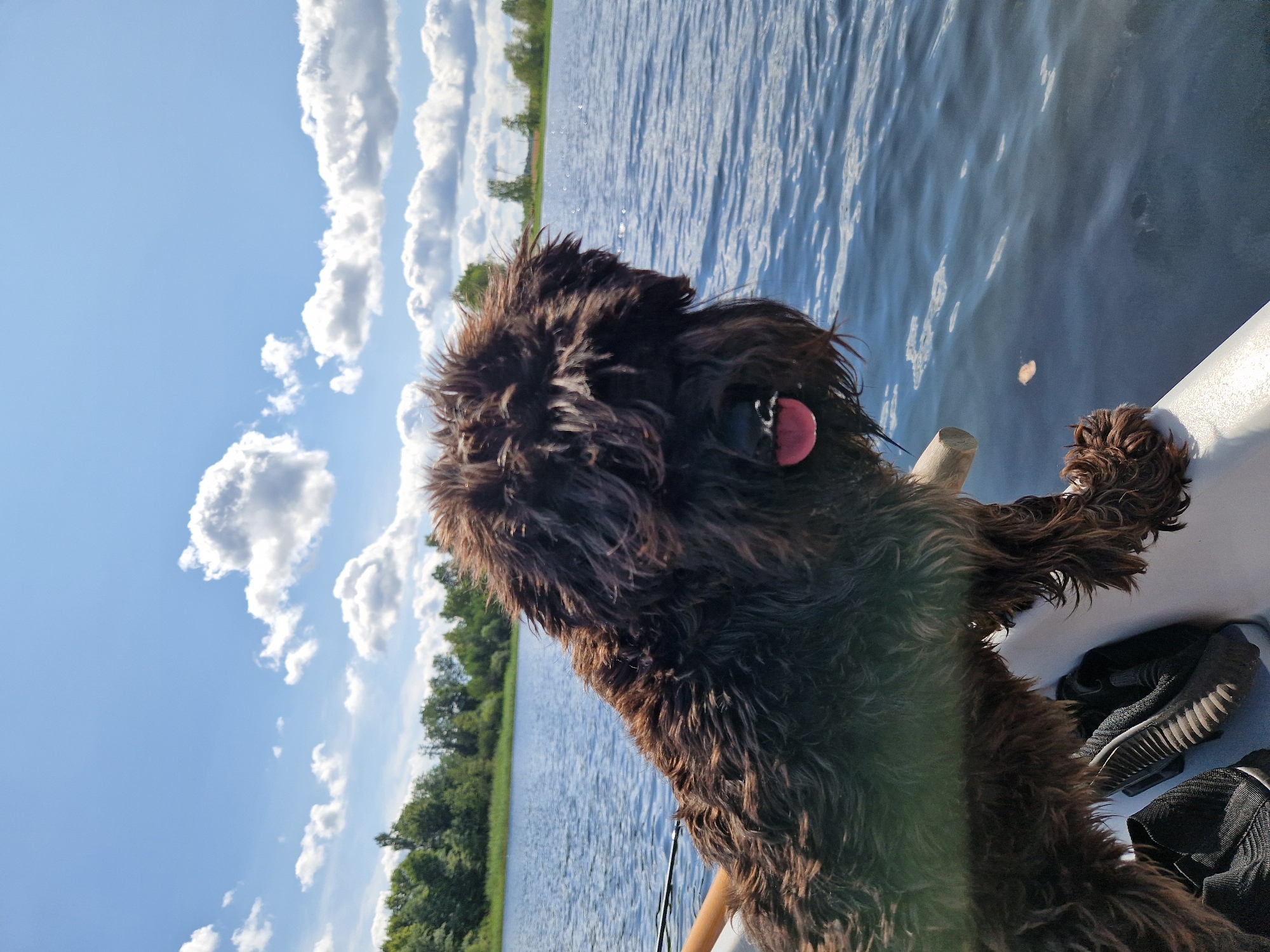 A shaggy, dark brown dog with its tongue out is in the foreground, positioned on the edge of a white boat. The dog's face is mostly obscured by its long fur. The boat is on a body of water that reflects the bright blue sky and scattered white clouds. The background shows a treeline along the shore of the lake and a clear blue sky with white, puffy clouds. The scene appears to be a scenic outdoor location, possibly a lake or river, under a sunny sky. The image was captured during the daytime.
