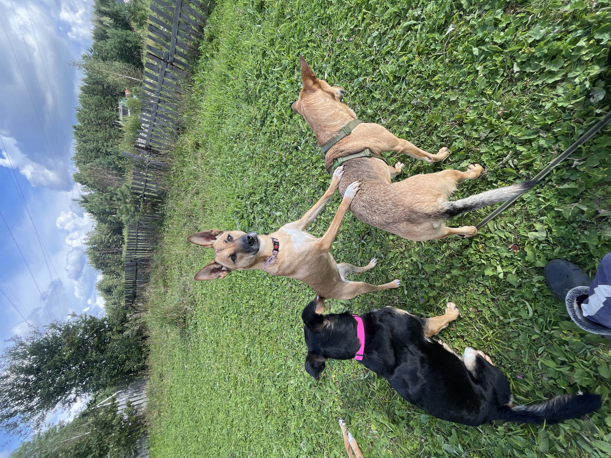 This is a photograph taken outdoors on a sunny day with scattered clouds. Three dogs are the primary subjects, positioned in a grassy area with a wooden fence in the background. The dog on the left is black with tan markings on its paws and a bright pink collar. It is sitting and facing away from the camera. The dog in the center is tan with a pink collar and is standing on its hind legs, with its front paws resting on the back of the dog on the right. The dog on the right is also tan, with a green harness, and is facing away from the camera, looking towards the ground. The environment consists of a predominantly green lawn, with scattered small purple flowers. A weathered, wooden fence runs horizontally across the mid-ground. Beyond the fence, there is a dense line of trees, and further in the distance, some buildings are partially visible, suggesting a rural or suburban setting. The image appears to be taken at a ground-level perspective, possibly from someone holding a camera or smartphone. There are no visible people in the frame, only the dogs and the environment. The location is identified as Nizhny Tagil, Russia, though this is not visually ascertainable from the image itself.