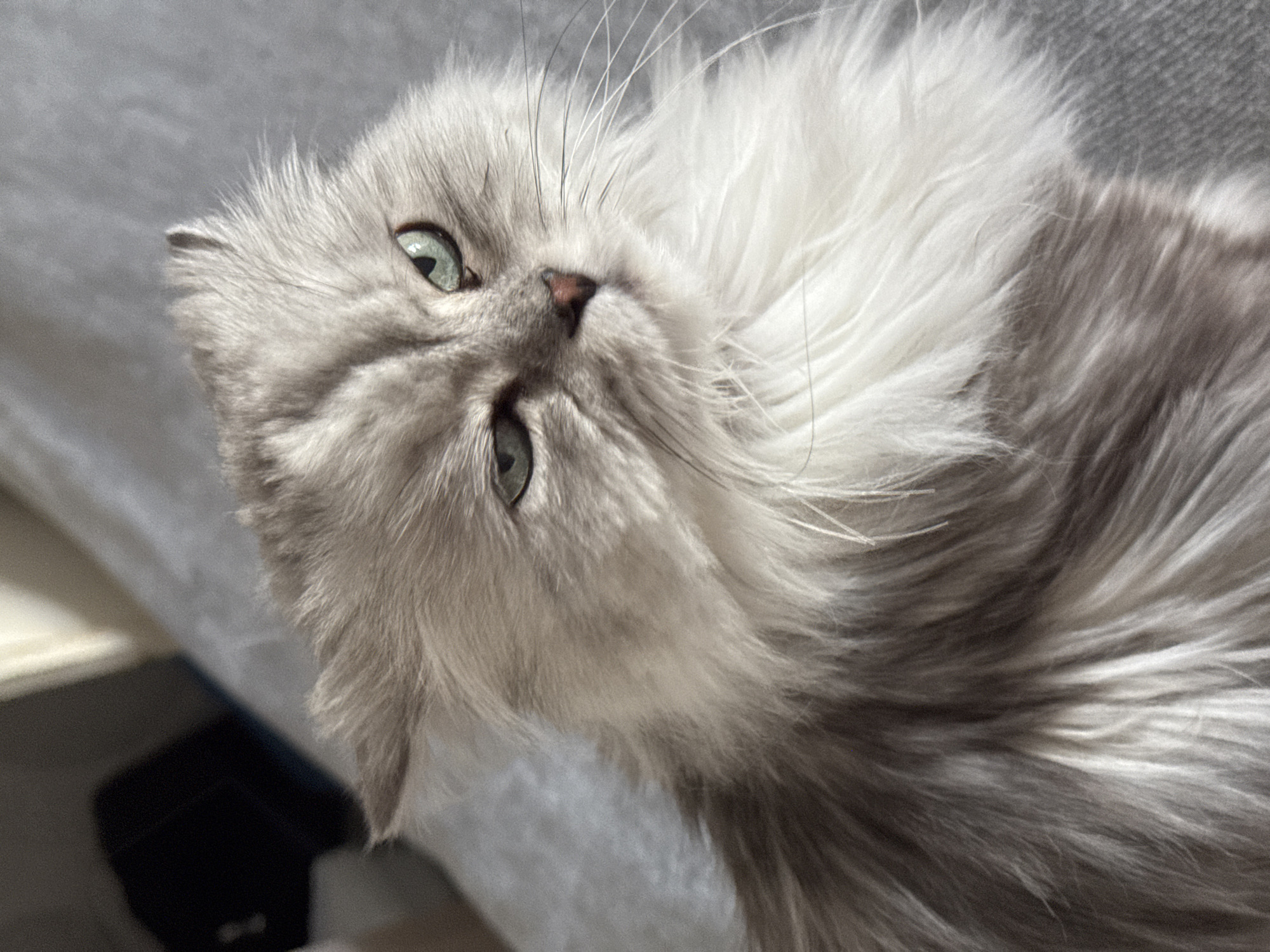 The media file presents a close-up portrait of a domestic cat, likely a long-haired breed, positioned with its head tilted. The cat's fur is predominantly a soft light grey, transitioning to white around its face, neck, and chest, with darker grey patches visible on its body. Its striking eyes are a vivid light green or aqua color, looking directly towards the viewer with an expression that conveys curiosity and calmness. The cat's small nose is a delicate pink. Prominent white whiskers fan out from its muzzle.
The cat is captured in a resting or relaxed pose. The background is a soft, muted grey, suggesting an indoor setting such as a sofa, bed, or plush carpet, indicating a comfortable and domestic environment. Soft, natural light illuminates the scene, highlighting the texture and varying shades of the cat's fluffy fur. No specific time of day or weather conditions can be determined from the image, but the lighting suggests daytime. There are no visual cues within the image to specify the location as Chaikovsky, Russia. No visible text is present in the media file.