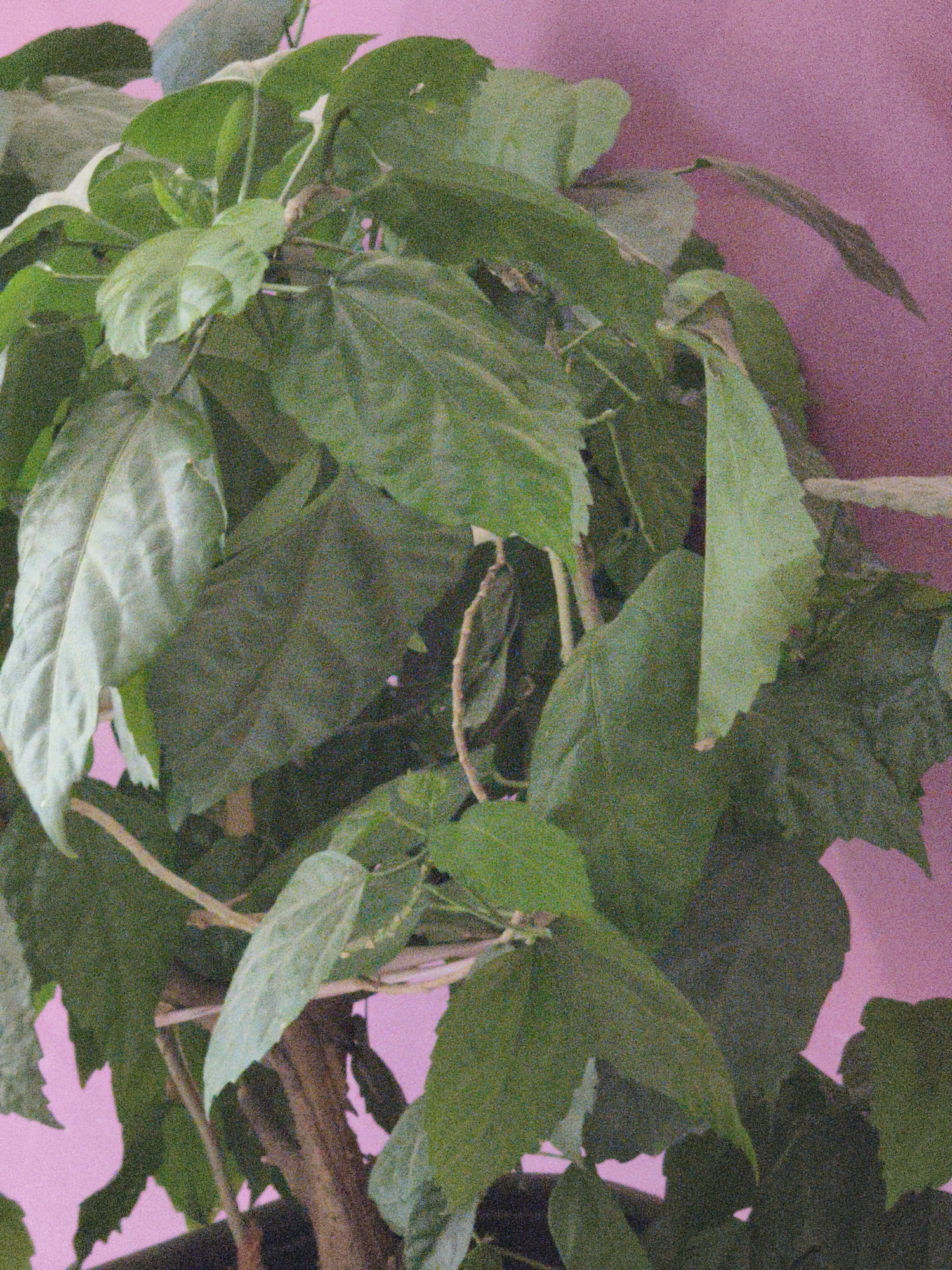 The image shows a close-up of a leafy plant with a pink background. The plant has large, green leaves, some of which appear to be wilting or dry. The stems of the plant are brown and woody. The pink background is textured, suggesting it might be a wall or fabric. There is no indication of the location in the city of Steblivka, Ukraine. The scene is static and there are no people or actions depicted.
