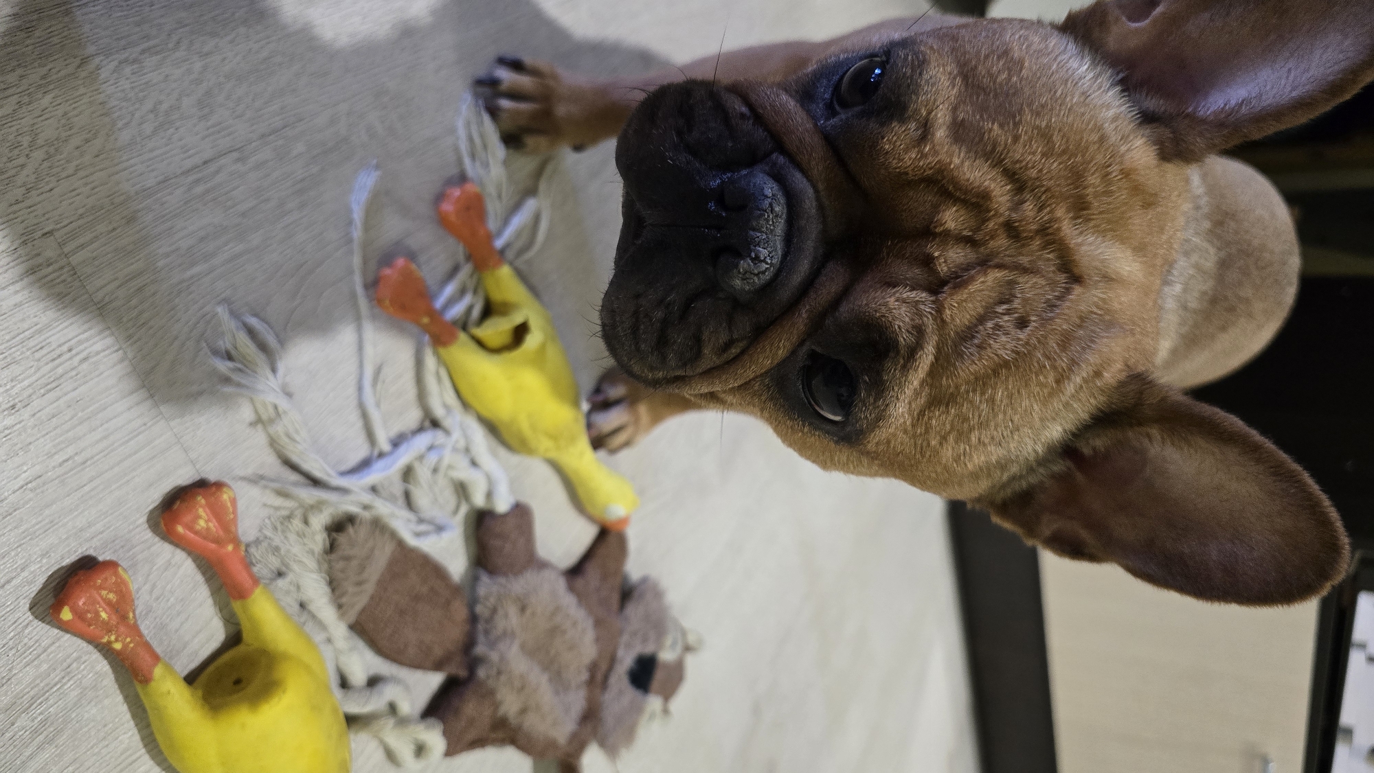 A brown French Bulldog is positioned in the foreground, looking down at two squeaky duck toys and a plush squirrel toy scattered on a light-colored wooden floor. The dog's face is partially obscured by its ears, and its expression appears curious. The lighting suggests an indoor environment, possibly a home. There is no indication of the location being in Krasnodar, Russia.