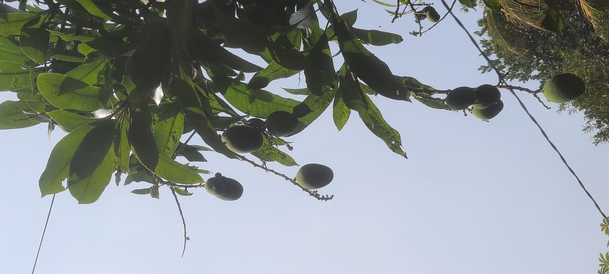 The image shows a cluster of green mangoes hanging from a tree branch, silhouetted against a clear, pale blue sky. The mangoes vary in size and are in different stages of development, with some appearing larger and more mature than others. They are attached to thin, brown stems that extend from the branch. The leaves of the mango tree are a vibrant green and appear to be backlit by the sun, creating some areas of shadow and highlight. A thin, dark power line cuts across the upper portion of the image, diagonally from the top left to the bottom right. In the background, out of focus, there are glimpses of other foliage and possibly the tops of buildings, suggesting an outdoor, possibly semi-urban or rural environment. There are no people or animals visible in the frame. The scene appears to be captured during daylight hours. The location is Ploso, Indonesia.