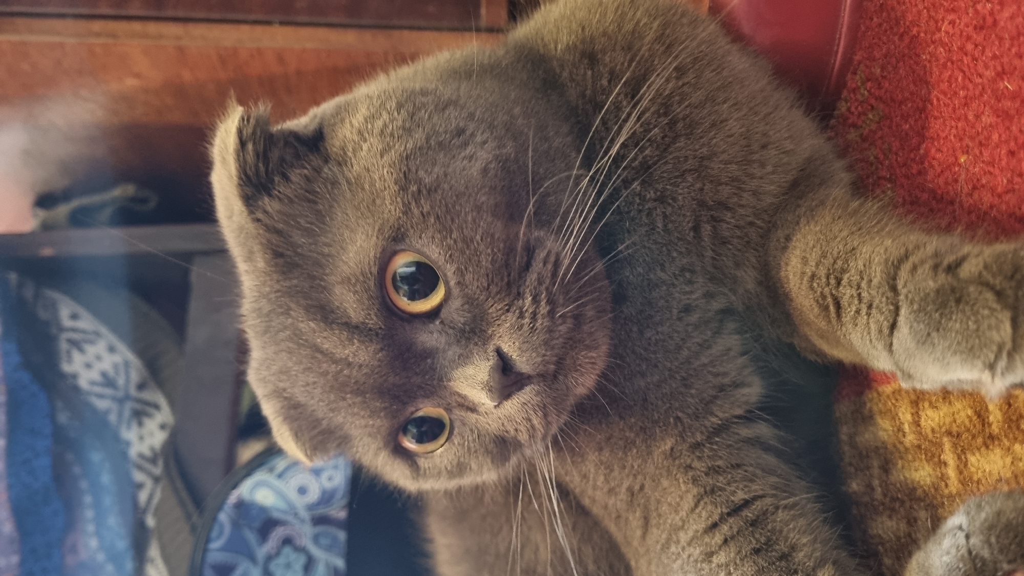 A close-up, head-on, vertical shot captures a grey Scottish Fold cat lying down, looking slightly to its left with wide, yellow eyes. The cat's ears are folded forward, a characteristic of the breed. Its whiskers are prominent against its grey fur. The cat appears to be indoors, resting on a textured, multi-colored surface that resembles a rug or blanket, with visible threads in shades of red, orange, and brown. In the background, out of focus, is a wooden piece of furniture and a blue patterned fabric. There are no humans or other animals visible in the frame. The scene appears to be in a domestic setting within the city of Vysokoe, Russia.