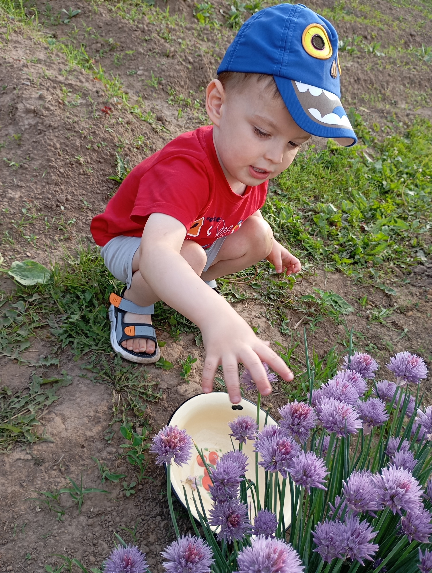 A young boy wearing a red t-shirt, gray shorts, and a blue baseball cap with a monster design is crouching in a garden. He is reaching his hand towards a cluster of purple chive blossoms that are in an enamel bowl. The ground is dirt with patches of grass and some weeds. The scene appears to be outdoors.