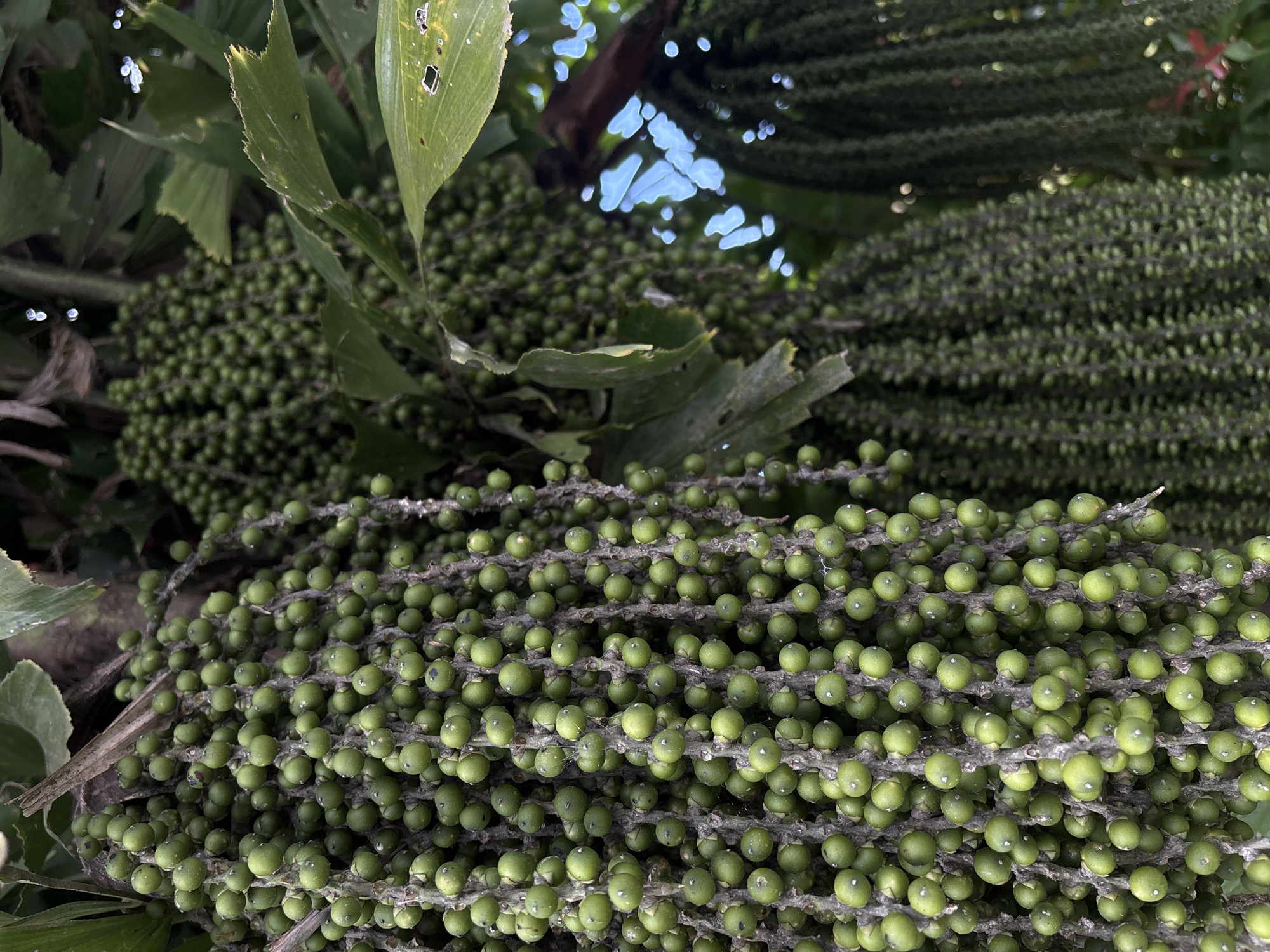 This close-up image shows a cluster of green immature fruit, likely on a palm tree, in Cemagi, Indonesia. The individual fruits are small and spherical, attached to stems forming large, dense bunches. Leaves are also visible, with a small patch of sky in the background.