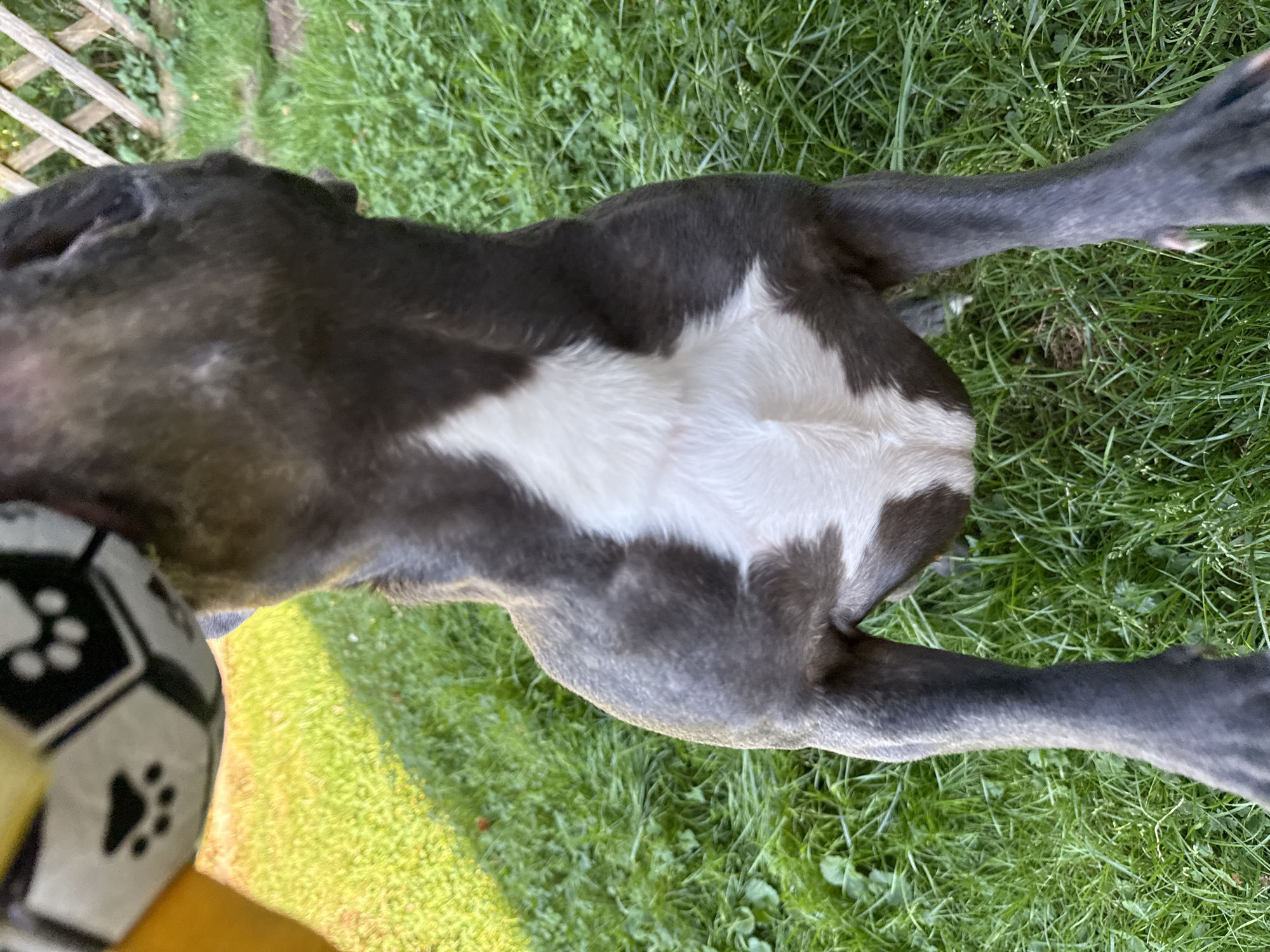 A close-up, low-angle shot captures a muscular dog in a grassy area, likely in Bad Sachsa, Germany. The dog's dark gray coat is prominent, with a distinctive white blaze running down its chest. Its front paws are visible on the grass, and its hindquarters are partially visible as it stands. A portion of a toy, appearing to be a black and white soccer ball with paw prints, is held in the upper left corner of the frame. The background consists of green grass and a wooden fence. The lighting suggests it is daytime, with sunlight casting shadows on the lawn.