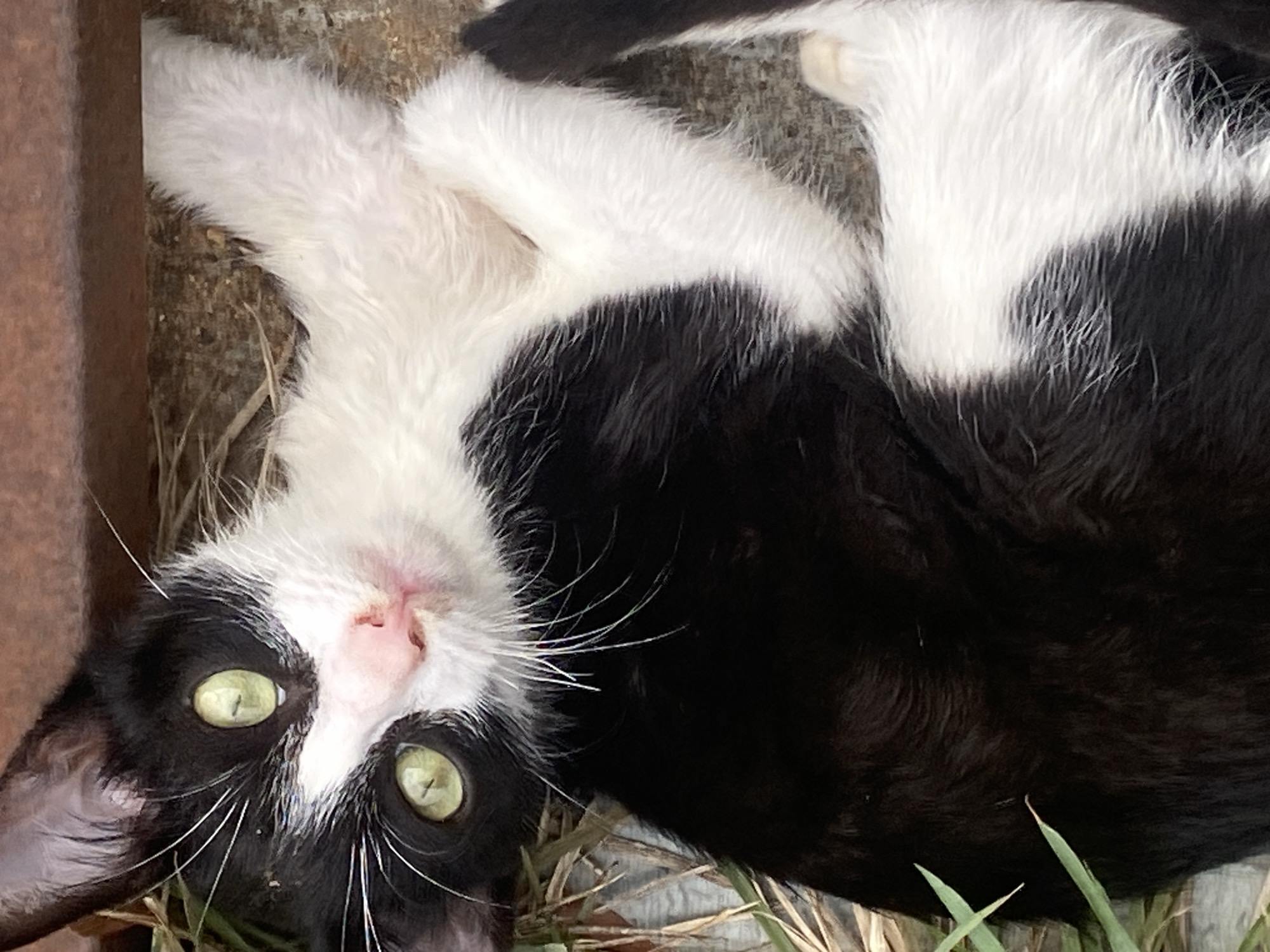 A close-up, eye-level shot captures a black and white tuxedo cat lying on its back, head tilted, and looking directly at the camera. The cat's striking green-yellow eyes are wide open and alert, contrasting with its black fur. A prominent white patch covers its chest, belly, and extends up its face, framing a pink nose and mouth. Long white whiskers fan out from its snout. The cat's fur appears soft and somewhat shaggy.
The background suggests an outdoor setting, with earthy tones and dry grass beneath the cat. A dark, possibly wooden or metallic, vertical surface is visible on the left side of the frame. The lighting indicates daytime. The cat's posture is relaxed, suggesting it is comfortable and possibly curious about the viewer. There is no visible text. The image provides a detailed view of the cat's features, set in Tinaquillo, Venezuela.