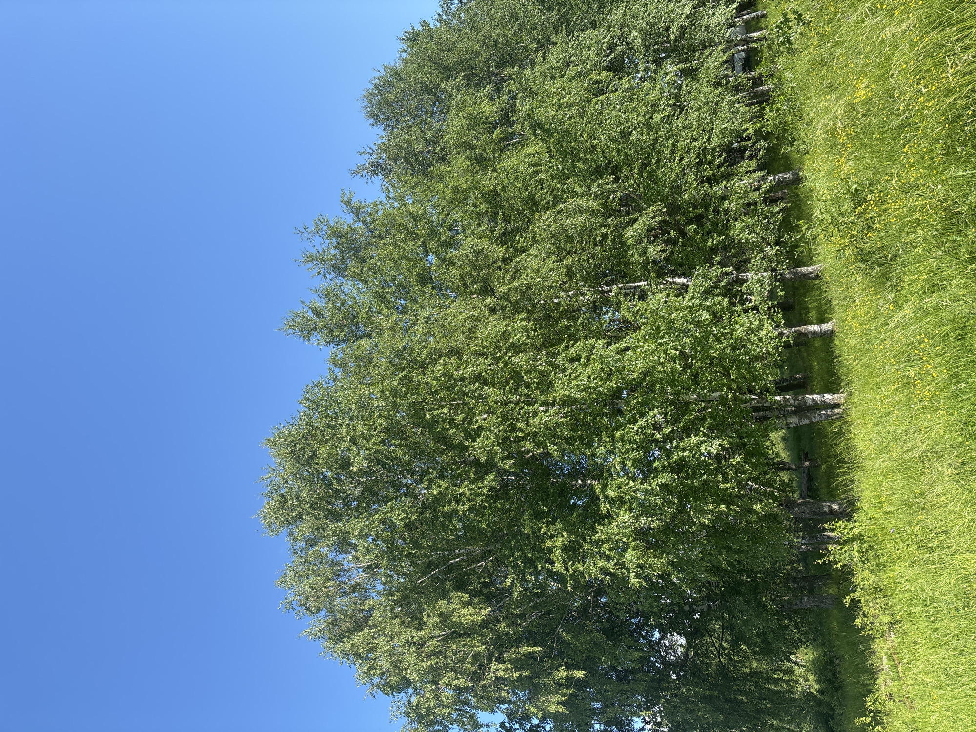 A line of birch trees with lush green foliage stands against a clear blue sky. The trees are on a grassy hill, with tall green grass and scattered yellow wildflowers in the foreground. The image is taken from a low angle, looking up at the trees and sky. The scene appears to be a natural, outdoor setting, possibly a park or a field on the outskirts of a city.