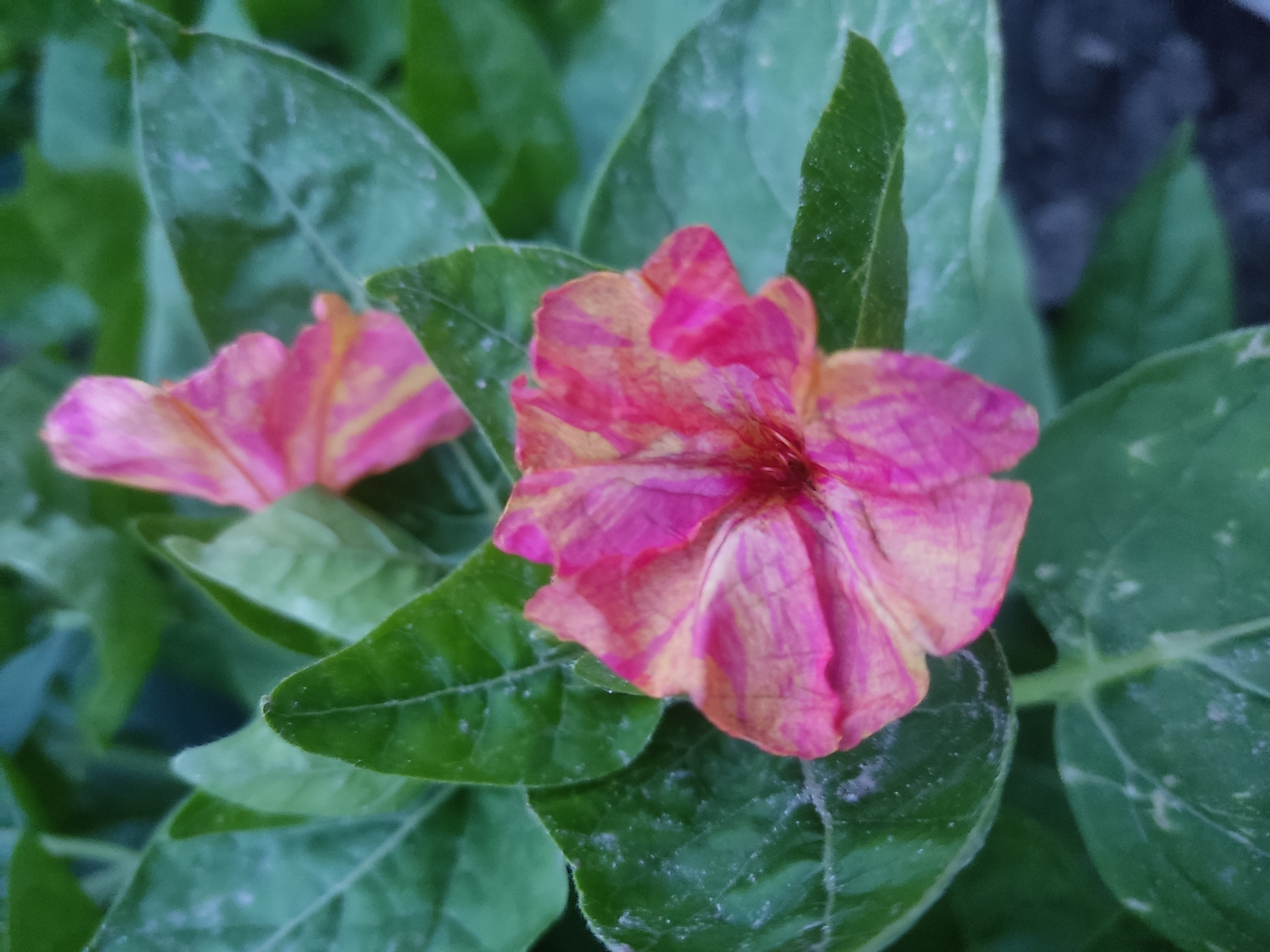 The image shows two four o'clock flowers in bloom, with vibrant pink and yellow petals. The flowers are surrounded by lush green leaves, some of which appear slightly dusty. The background is a blur of green foliage and a dark, indistinct area that could be soil or another object. No people or actions are visible. The location of Radisne, Ukraine, is not discernible from the visual information in the image.