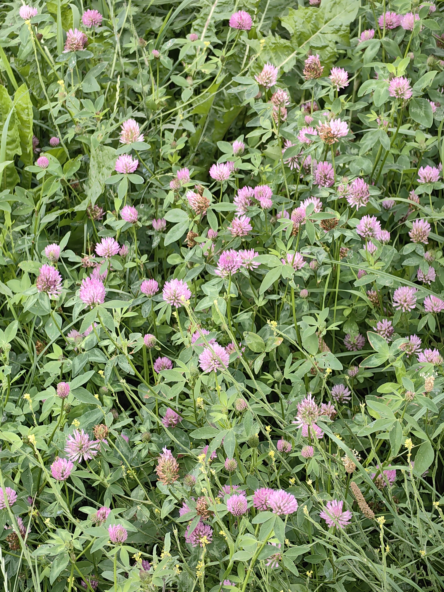 A vertical medium shot captures a dense patch of clover with pink blossoms and green leaves. The clover is the dominant subject, filling the frame with its round flower heads and trifoliate leaves. The scene is an outdoor environment, characterized by a natural, uncultivated look, suggesting a meadow or roadside. The lighting appears to be natural daylight, with soft shadows indicating an overcast or diffused light source. The image exhibits a shallow depth of field, with the foreground clover in sharper focus than the background, which is blurred into a wash of green and hints of pink. No people, animals, or man-made objects are visible. The location is identified as Fanipal, Belarus.