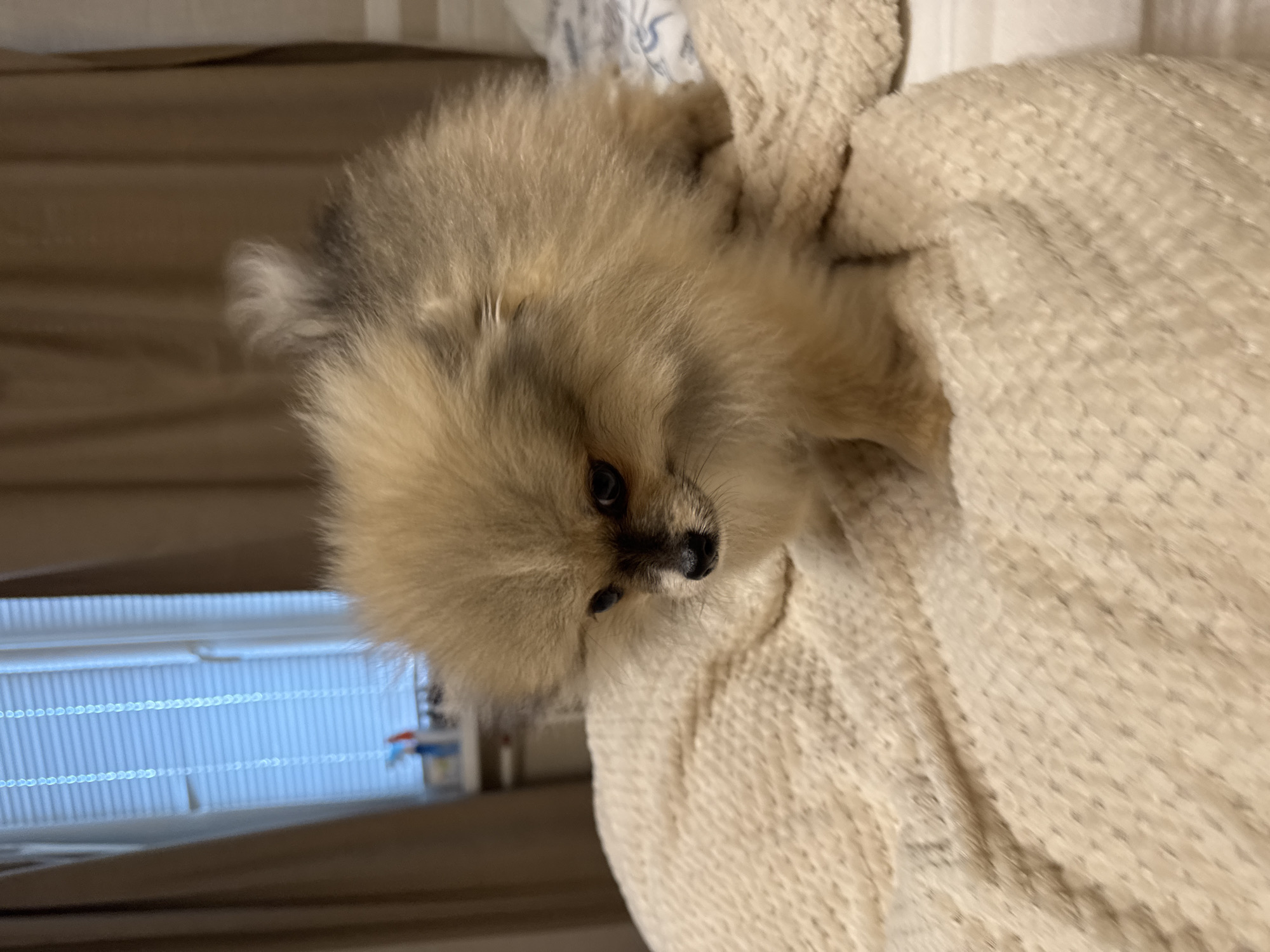 A small, fluffy Pomeranian puppy with light brown fur sits on a cream-colored textured blanket indoors. The puppy is facing slightly to the left, with its dark eyes looking down. Its tail is curled upwards and to the right. In the background, a window with white blinds is visible, and to the left of the window are brown curtains. The puppy appears to be on a bed or sofa.
