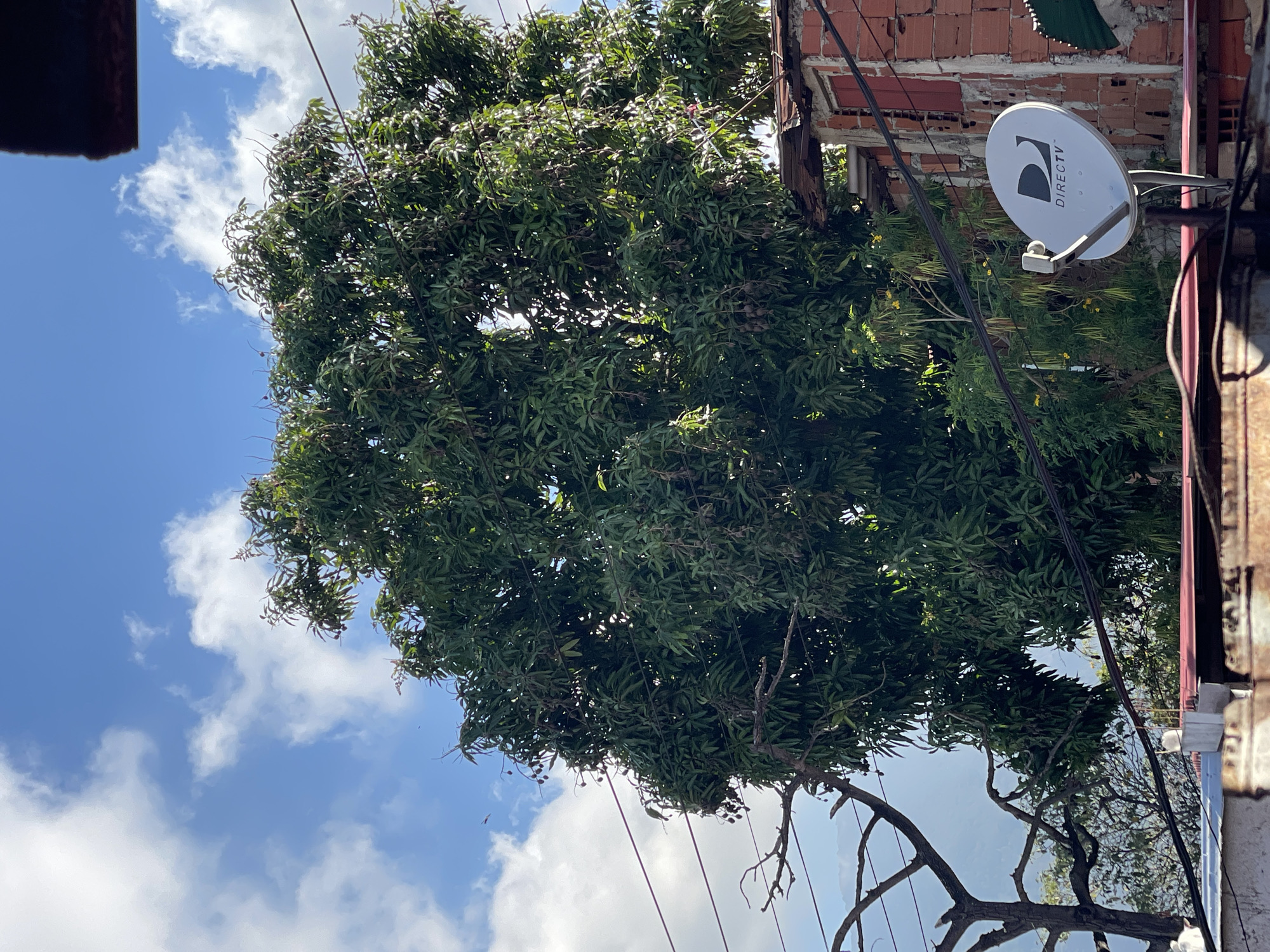 The image depicts a lush, green tree canopy dominating the view, partially obscuring a blue sky with scattered white clouds. Power lines are visible, running through the tree branches. In the background to the right, there's a building with exposed brick and a DirecTV satellite dish mounted on its wall. The scene suggests an urban environment. Although the location in the city of Caracas, Venezuela, is inferred, it cannot be confirmed by examining only the provided picture.