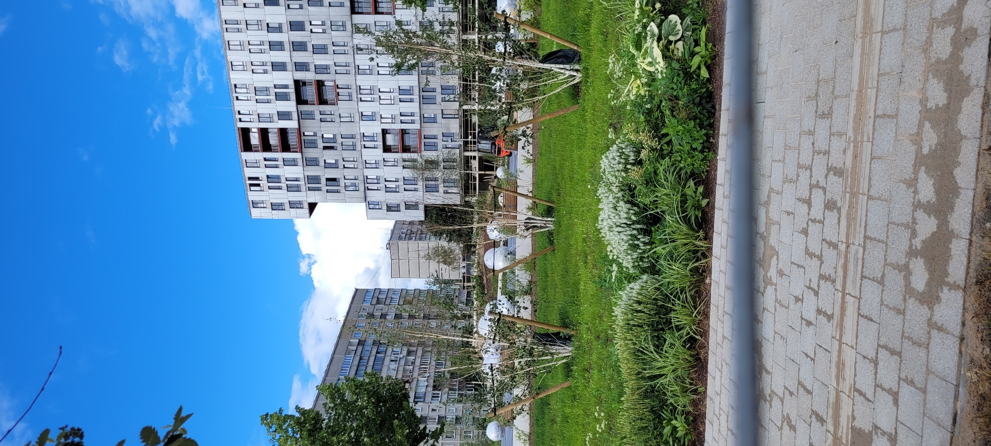 The image depicts a contemporary urban landscape, likely in the city of Riga, Latvia, characterized by modern architecture and new landscaping. In the foreground, a well-maintained grassy area is bordered by decorative plants, featuring a variety of textures and colors, including leafy green plants and white flowering bushes. Several young birch trees, supported by wooden stakes and wrapped at their bases, are scattered across the lawn, suggesting recent planting. Large, spherical, reflective objects are also visible within the landscaped area, adding an artistic element.
The mid-ground reveals a line of these young trees and the continuing landscaped grounds, extending towards a row of apartment buildings. The buildings showcase a contrast in architectural styles. On the left, a more traditional, grey concrete apartment block with numerous windows and balconies dominates the view. In the center and to the right, a striking, modern building with a silver-grey facade and a complex, multi-level design stands out. This contemporary structure features many windows and balconies, with sections appearing to cantilever out. Construction or renovation work is suggested by scaffolding and a visible orange forklift in the background near the modern building.
The background is dominated by a bright blue sky with scattered white clouds. The overall scene suggests a newly developed or redeveloped urban area, likely a residential district, focusing on modern living combined with green spaces. The presence of newer, more dynamic architecture alongside older structures hints at urban renewal.