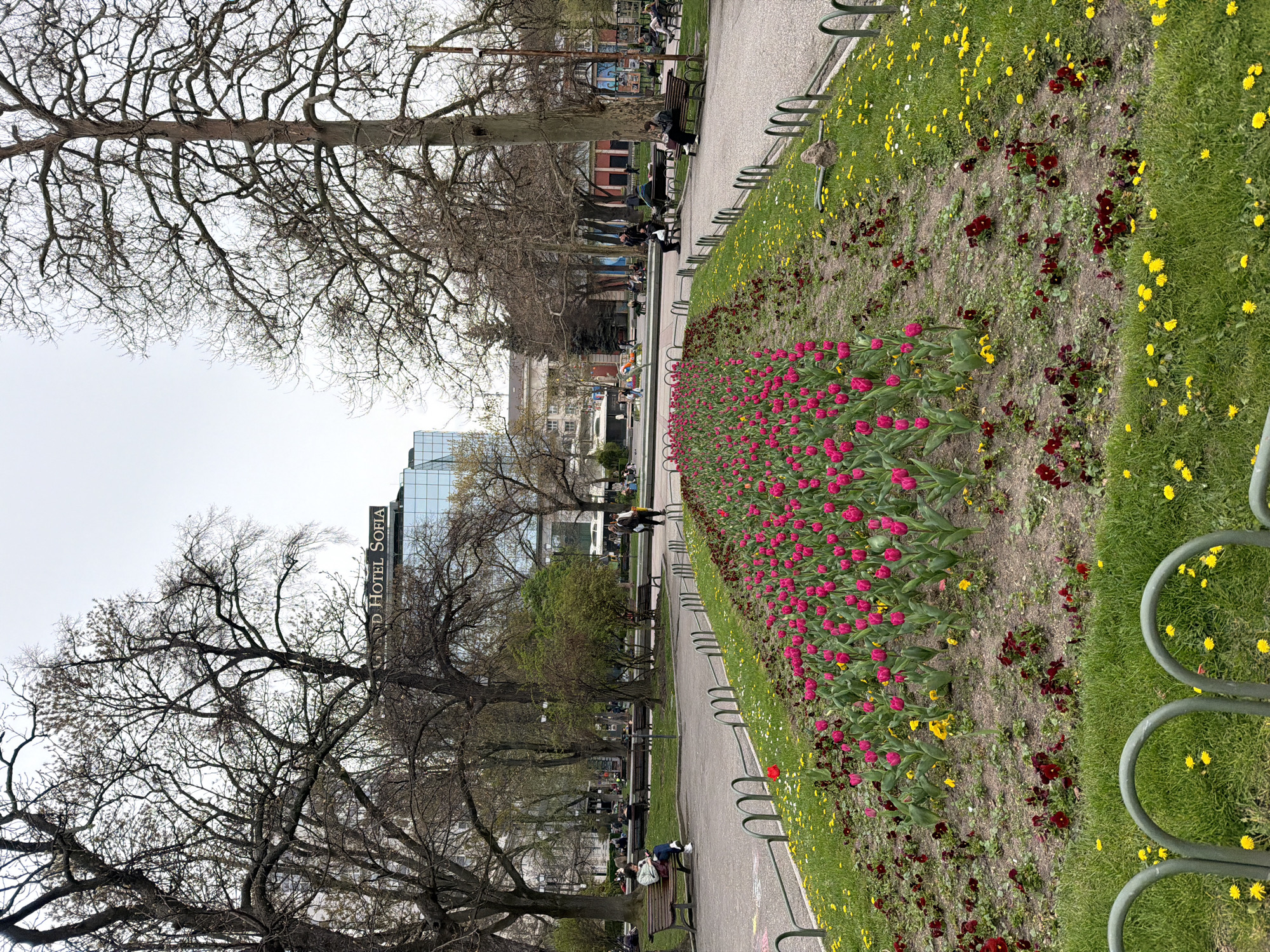 The image shows a park scene in Sofia, Bulgaria, identifiable by the "Grand Hotel Sofia" sign visible in the background. A central paved pathway is lined with flower beds featuring rows of blooming pink tulips. Adjacent to the flower beds are patches of grass interspersed with yellow dandelions and dark red flowers. Metal bicycle racks are positioned alongside the pathway, separating it from the flower beds. In the distance, along the pathway, are benches occupied by people sitting and engaging in various activities. The surrounding environment includes bare trees and buildings typical of an urban setting. The sky appears overcast.