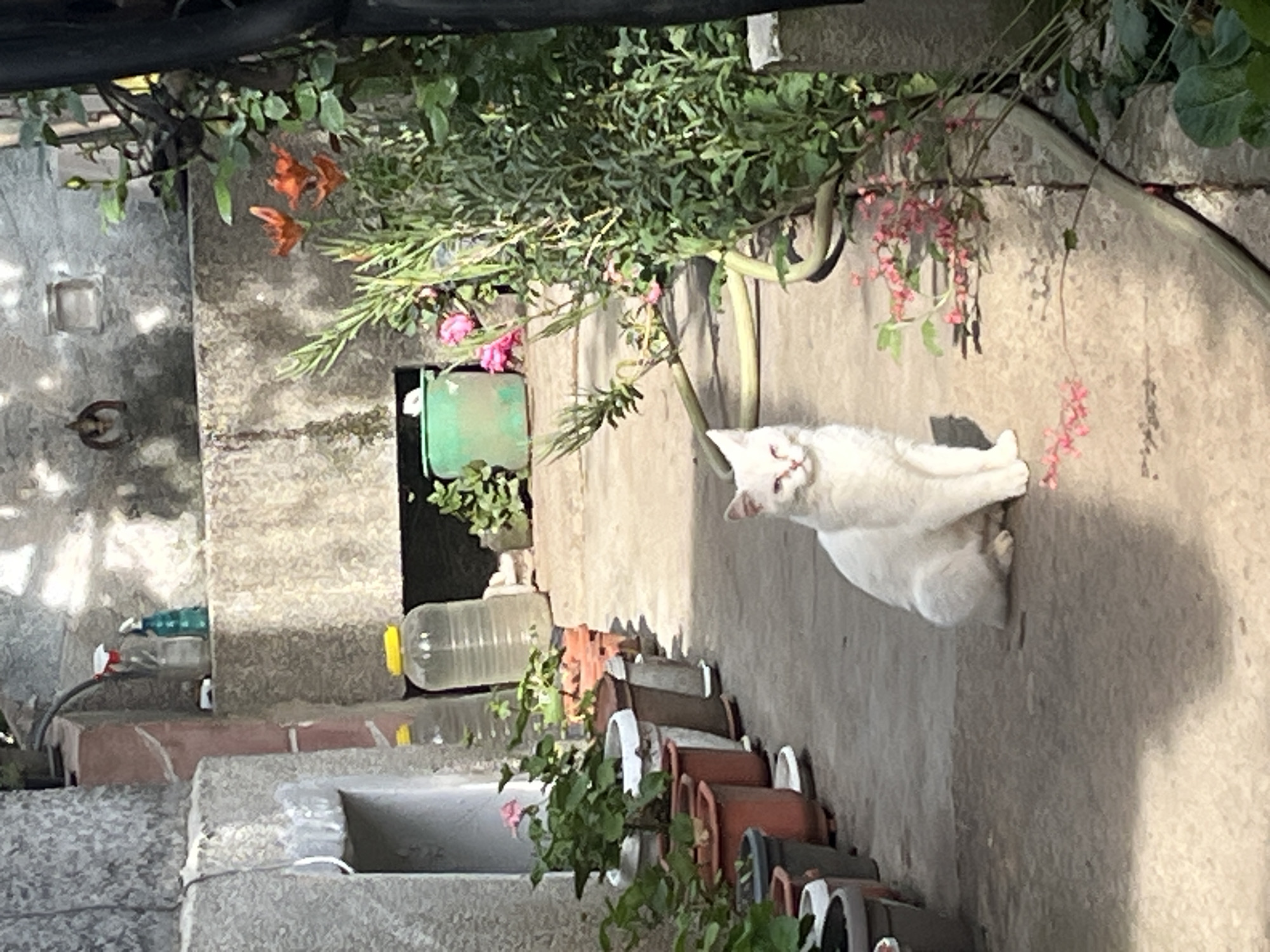 The image depicts an outdoor, sunlit scene, likely a tiered garden, patio, or backyard in Lozarevo, Bulgaria. The primary subject is a white cat, positioned prominently in the lower right portion of the frame (when rotated correctly), resting or lounging on a concrete surface. The cat's head is tilted slightly, and it appears to be looking towards the viewer with a calm or curious expression.
The setting is characterized by concrete or stone structures, including walls and steps that descend to the left. Various plants are abundant throughout the scene. Green leafy foliage, some with delicate pink flowers, cascades over a wall above the cat. Further into the background, vibrant orange-red flowers add a splash of color against a textured wall. Along a lower tier, a series of terracotta-colored and white-rimmed pots hold different plants, indicating a cultivated space.
Notable details include strong, distinct shadows cast by the cat and the overhead foliage, suggesting bright sunshine during daytime, likely morning or afternoon. Several utilitarian objects are visible: a large clear plastic bottle with a yellow cap, a green plastic container, and another plastic bottle, possibly for watering plants or reuse. A dark, possibly metal, structure or beam is visible in the upper part of the frame, providing shade for some of the plants. A small metal horseshoe ornament is affixed to a textured wall in the upper left. The overall atmosphere is peaceful and natural, with no discernible human activity or visible text.