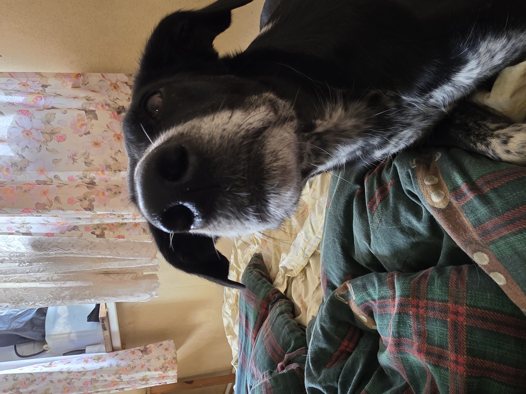 A close-up, eye-level, indoor shot shows a black and white dog lying on a bed. The dog's head is in the foreground, and its nose is very close to the camera lens. The dog has floppy ears, and its fur is predominantly black with white markings on its muzzle and chest. It appears to be looking towards the camera with its right eye visible. The bed is covered with a green and red plaid blanket and a yellow patterned sheet. In the background, there are floral curtains and a window. The scene is dimly lit, suggesting it might be daytime or evening.