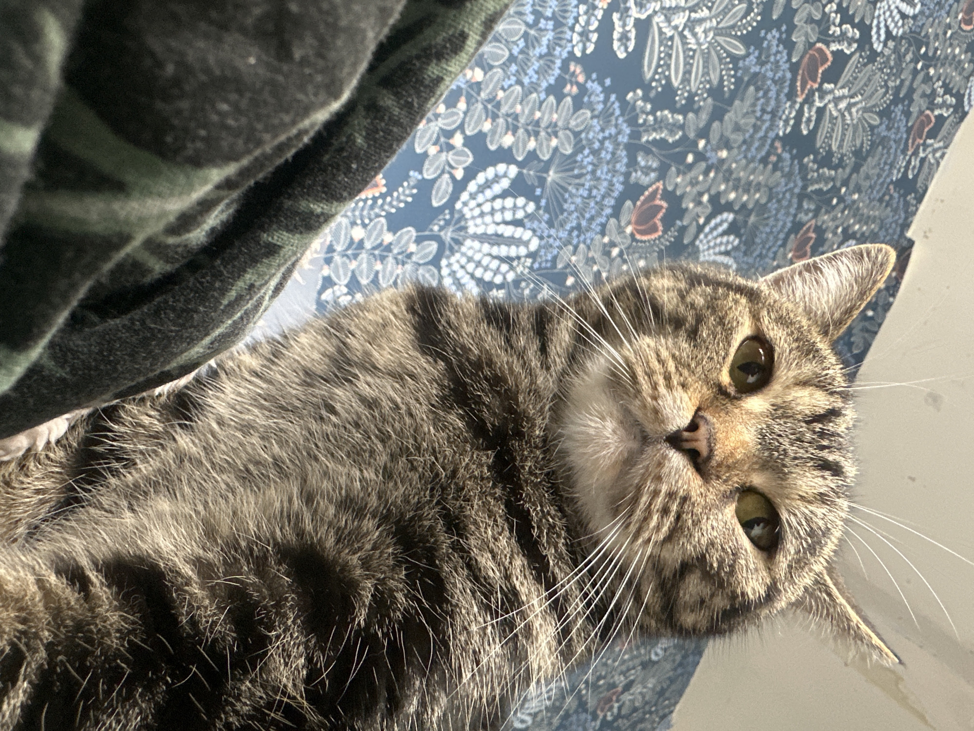 A tabby cat lies on a surface patterned with blue and white floral designs, possibly a bed or countertop. The cat faces the camera with a curious expression, its green eyes and whiskered face prominent. Part of a green and black patterned fabric is visible in the upper left corner. The scene appears to be indoors. The location, Stavropol, Russia, cannot be confirmed from the image content alone.