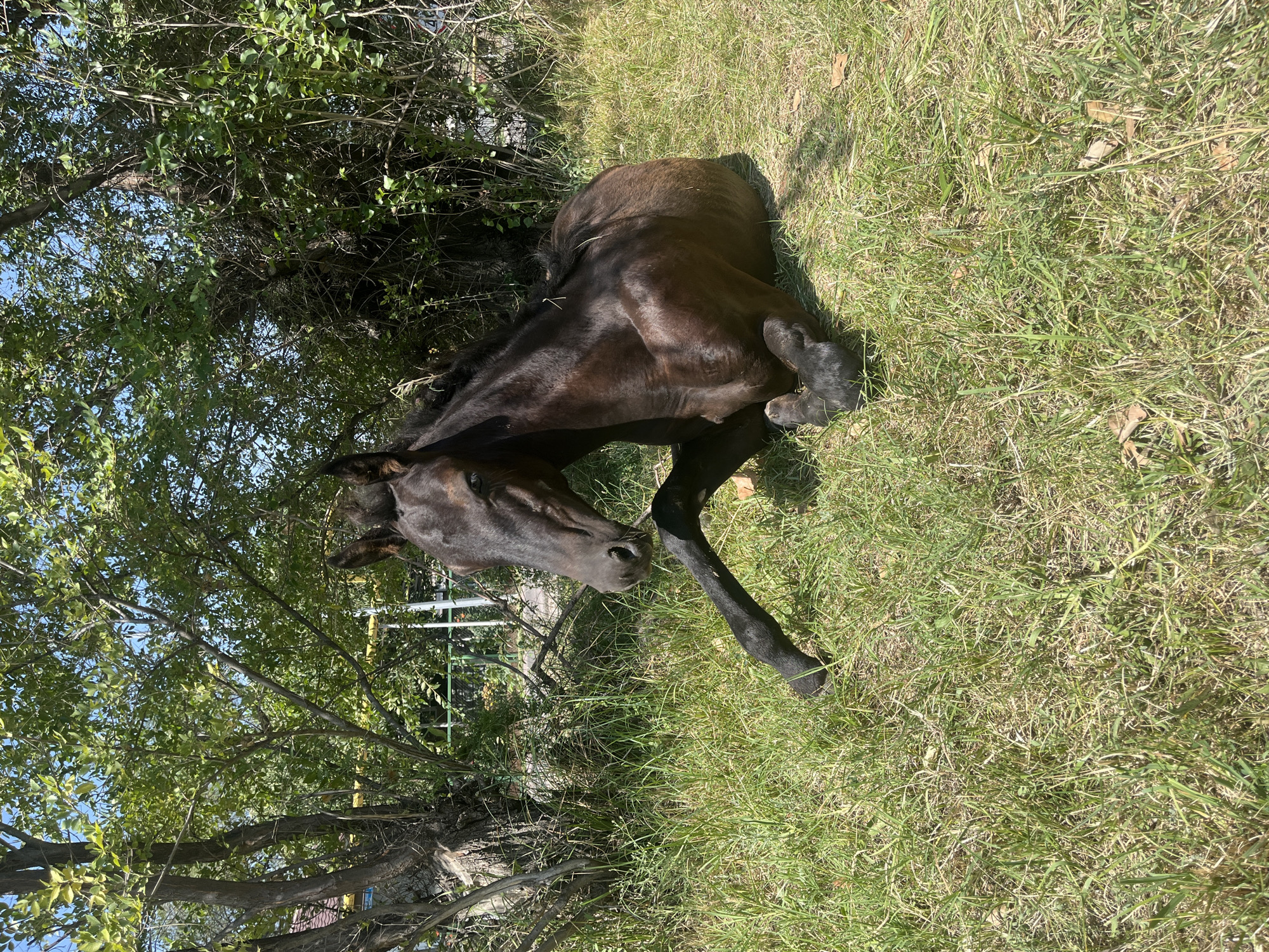 A dark brown horse is lying on its side in a grassy area. The horse is facing to the left of the frame and its head is slightly lowered. Its legs are tucked underneath its body. The horse is in a rural setting with trees and bushes in the background. The ground is covered in green grass with some dry patches. The sky is blue and clear. The image appears to be taken on a sunny day. The location is identified as Қарғалы, Kazakhstan.