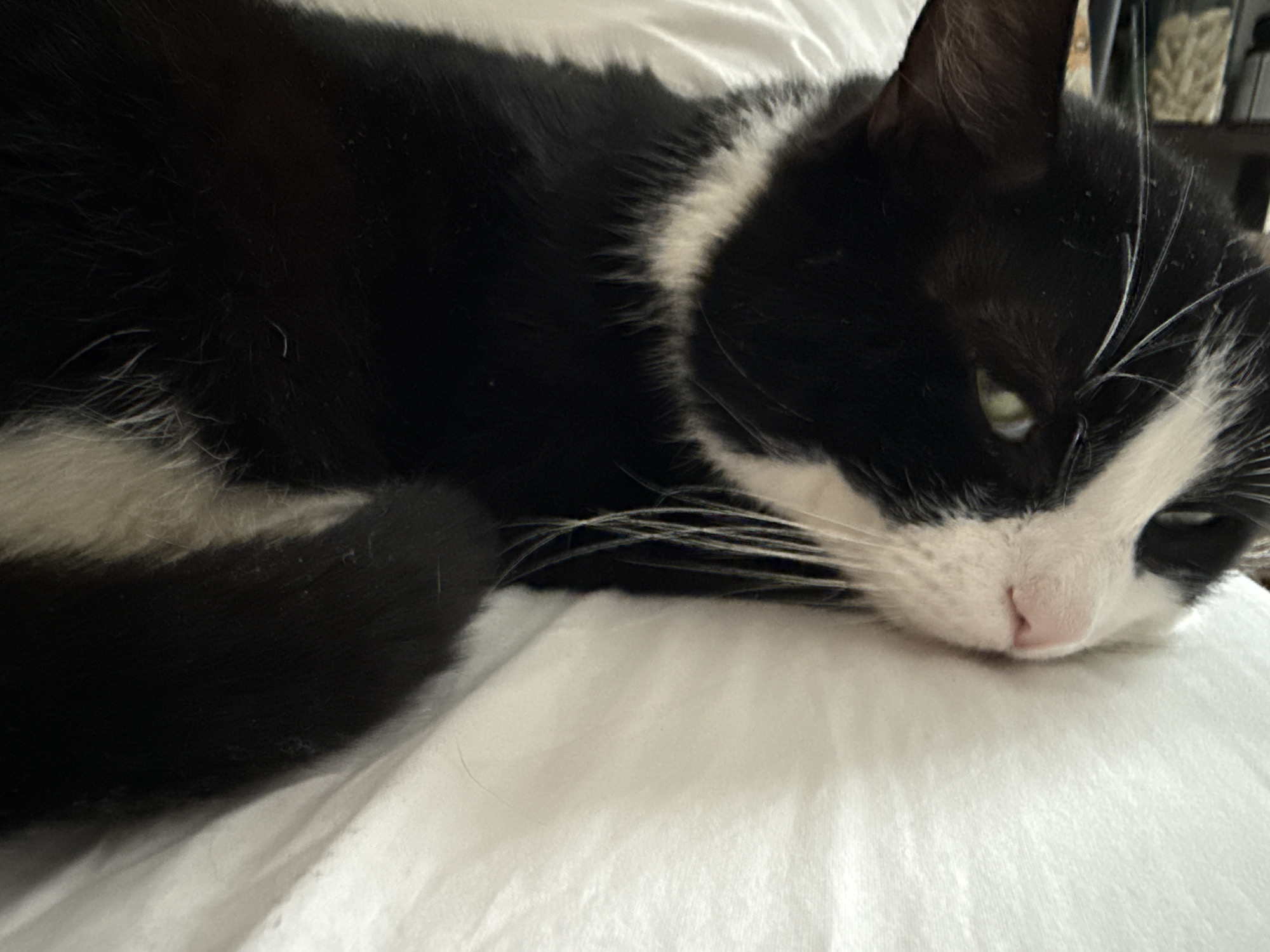 A black and white cat is resting on a white bed. The cat is lying down, with its head resting on the bedding. The cat's eyes are partially closed. The location of the image is unknown.