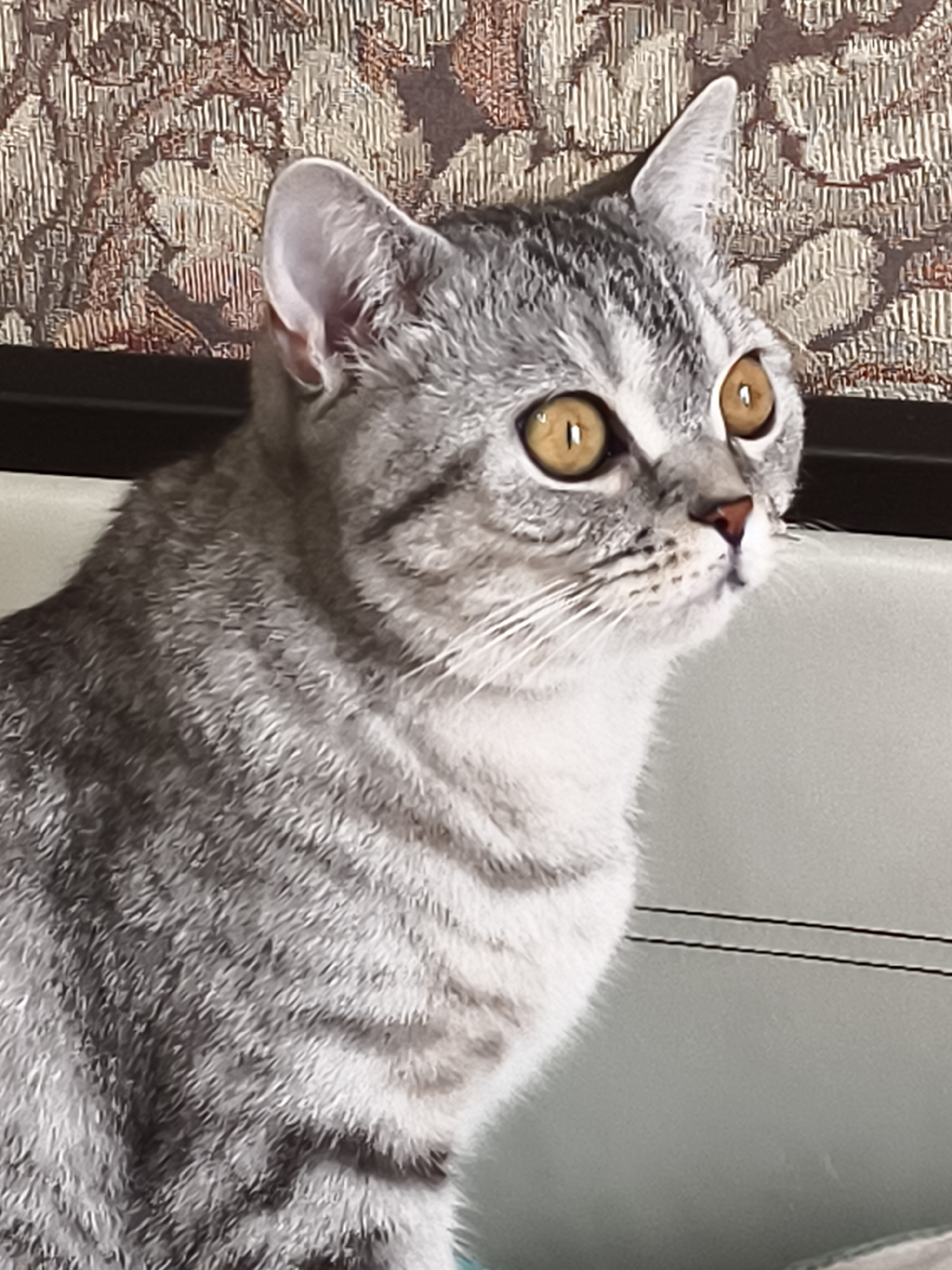 This media file is a close-up, medium shot of a grey tabby cat. The cat is positioned on the left side of the frame, facing to the right, with its head turned slightly upwards as if looking at something out of frame. The cat has large, golden eyes with dark pupils, a pink nose, and prominent white whiskers. Its fur is a mix of light and dark grey with distinct tabby markings. The cat's ears are pointed and alert.
The background behind the cat consists of two distinct elements. On the left, there is a textured, patterned surface with a floral or brocade design in muted brown and beige tones. On the right, a plain, light grey surface is visible, which appears to be upholstery, possibly the back of a sofa or chair, with two thin black lines running horizontally across it. The lighting suggests an indoor setting, with natural light illuminating the cat's face. No specific time of day or weather conditions can be determined. There is no visible text in the image. The overall mood of the image is calm and focused, highlighting the cat's attentive gaze.