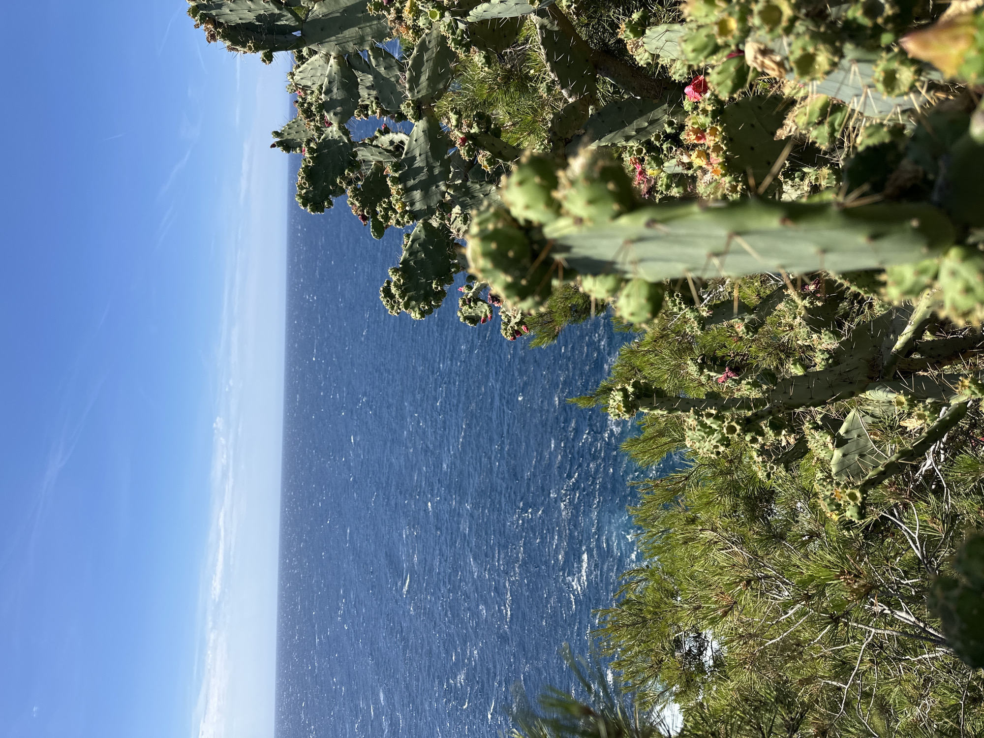 The image shows a view of the Mediterranean Sea under a bright blue sky with wispy clouds. In the foreground, there is a prickly pear cactus with several pads and developing fruit, some of which are a vibrant pink color. To the left of the cactus, there are green pine trees. The sea is a deep blue with visible ripples and whitecaps, suggesting a moderately windy day. The scene is likely captured from a coastal elevation, typical of the landscape found in and around Hyères, France, known for its Mediterranean coastline and vegetation. No people are visible in the image.