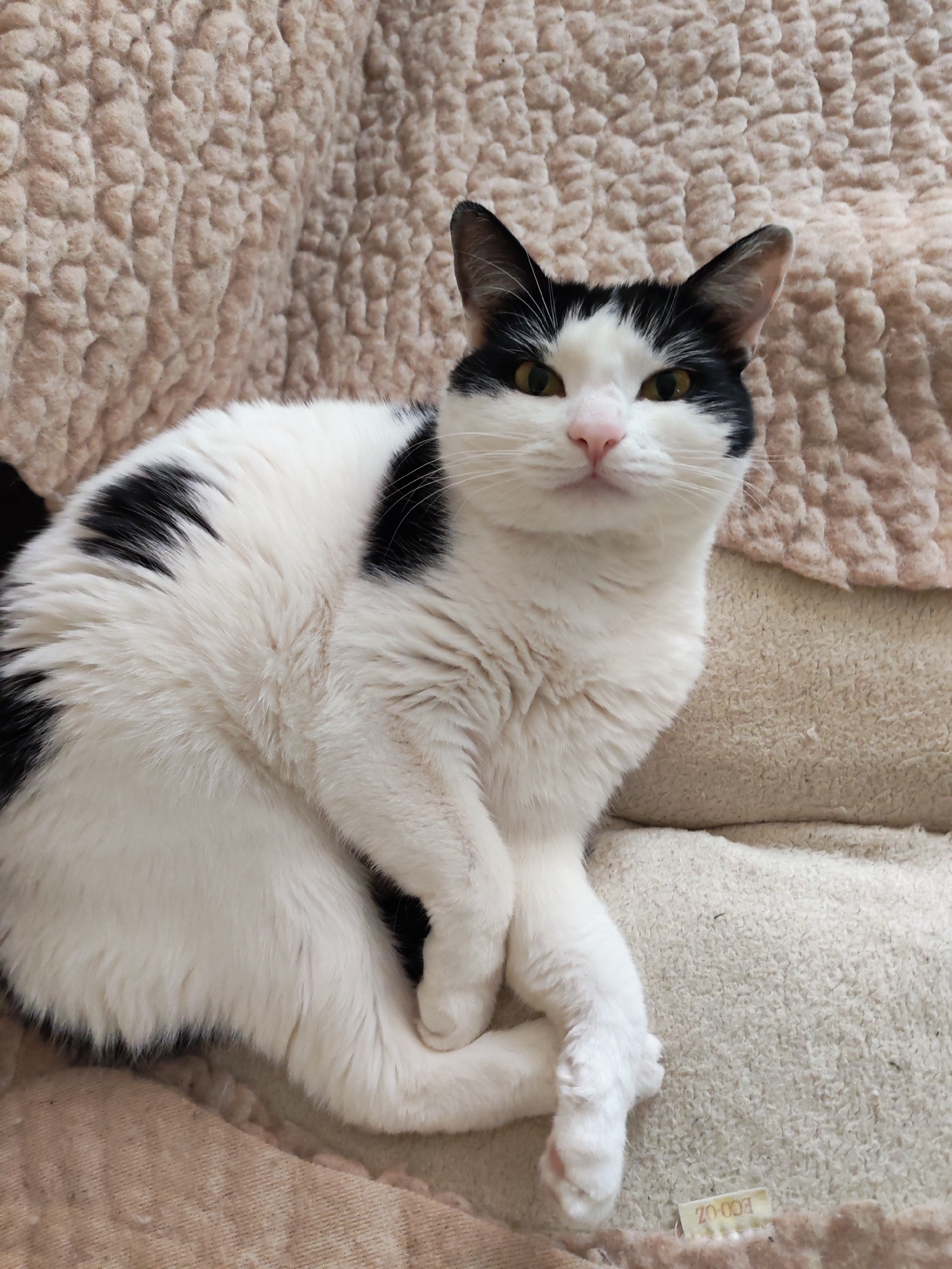 The image displays a black and white domestic cat, commonly known as a "tuxedo cat" or piebald, comfortably situated on a textured, light-colored pet bed or blanket. The cat occupies the central part of the frame, looking directly at the camera with an attentive and calm expression. Its front paws are neatly crossed.
The cat's fur is predominantly white, accented by distinct black markings, including patches around its ears and eyes, and a prominent black "saddle" pattern on its back. It possesses striking yellow-gold eyes and a small, pink nose. Its ears are perked, suggesting alertness.
The immediate setting is a soft, textured fabric, likely a light beige or cream-colored sherpa fleece, comprising the cat's resting place. Behind and above the cat, a similar but slightly darker beige textured material forms the background, suggesting it's part of the same piece of furniture or an adjacent soft furnishing. The lighting is bright and even, indicative of an indoor environment, possibly daytime or a well-lit room.
In the bottom right corner, a small, light-colored fabric label is partially visible and rotated, clearly displaying the text "ECO-OZ." The overall scene portrays a sense of comfort and domestic peace. The photograph was taken in Chaikovsky, Russia.