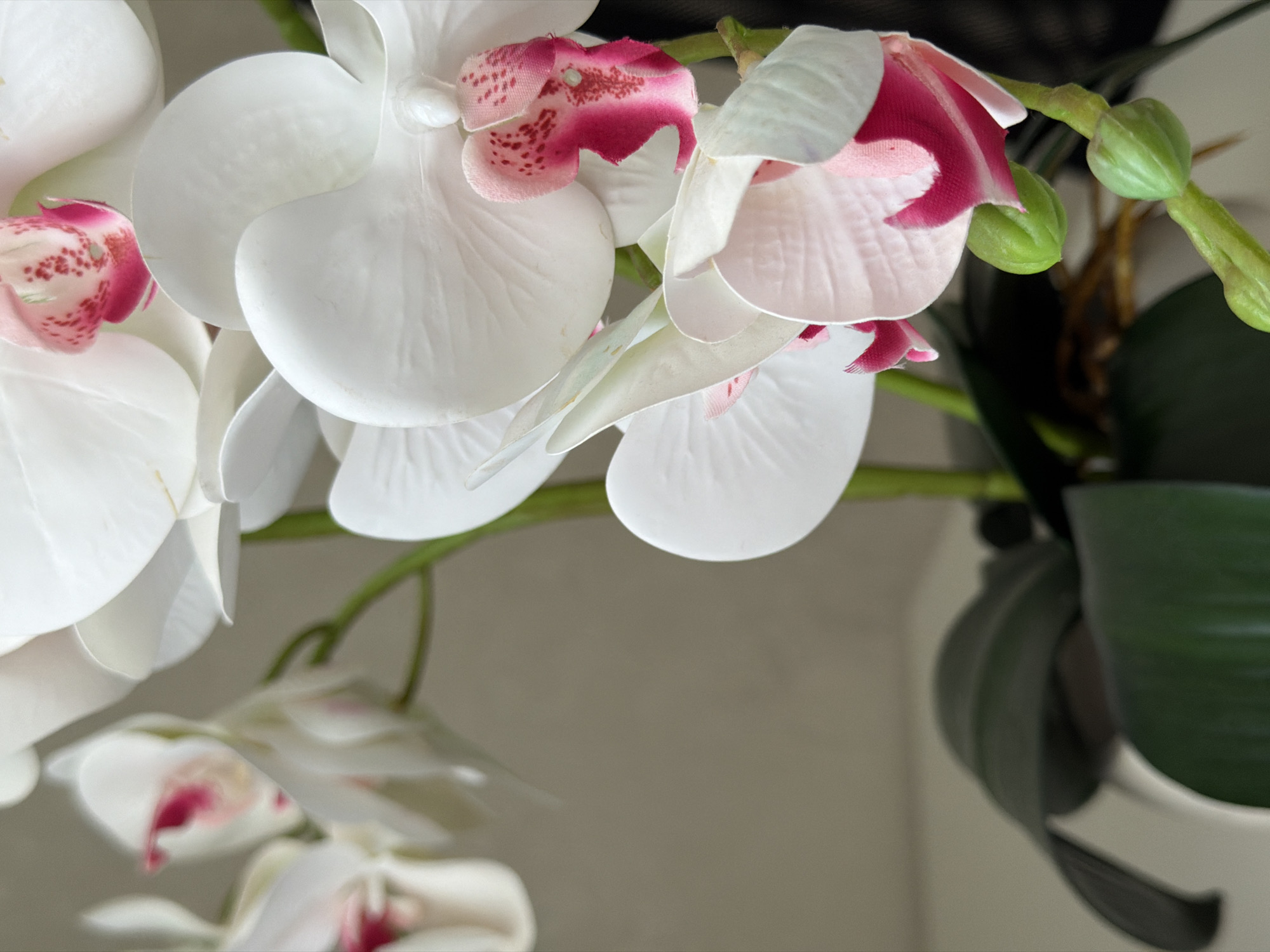 A close-up shot focuses on a cluster of white orchids with bright pink and red accents in their centers, set against a muted, neutral background. The lighting is soft, highlighting the delicate texture and layered petals of the flowers. In the foreground, a few unopened buds are visible, displaying a vibrant green hue. Dark green orchid leaves emerge from the bottom of the frame, providing a rich contrast to the lighter colors of the blossoms. The overall impression is one of natural beauty and delicate floral artistry. The image composition is tightly framed, drawing attention to the intricate details of the orchids. There are no people or identifiable landmarks within the scene.